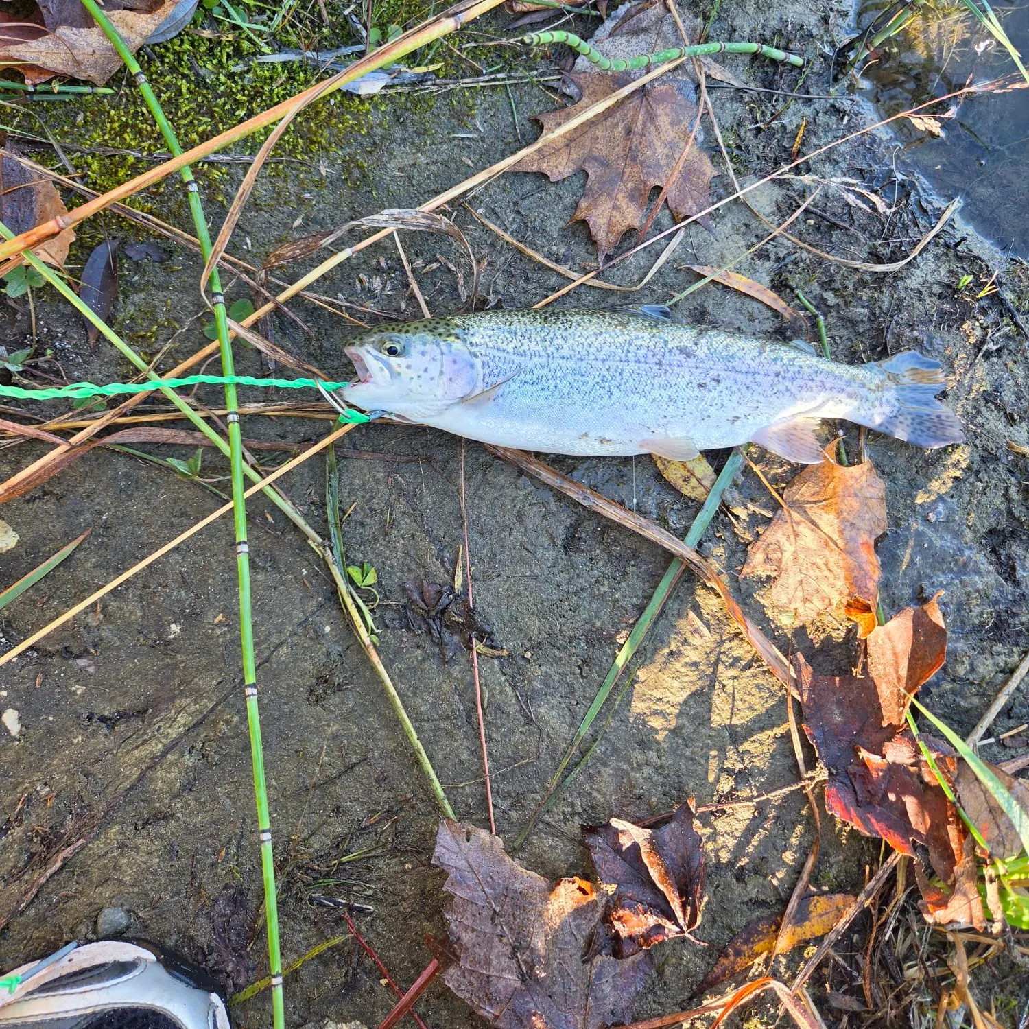 Rainbow trout caught on Fishbrain