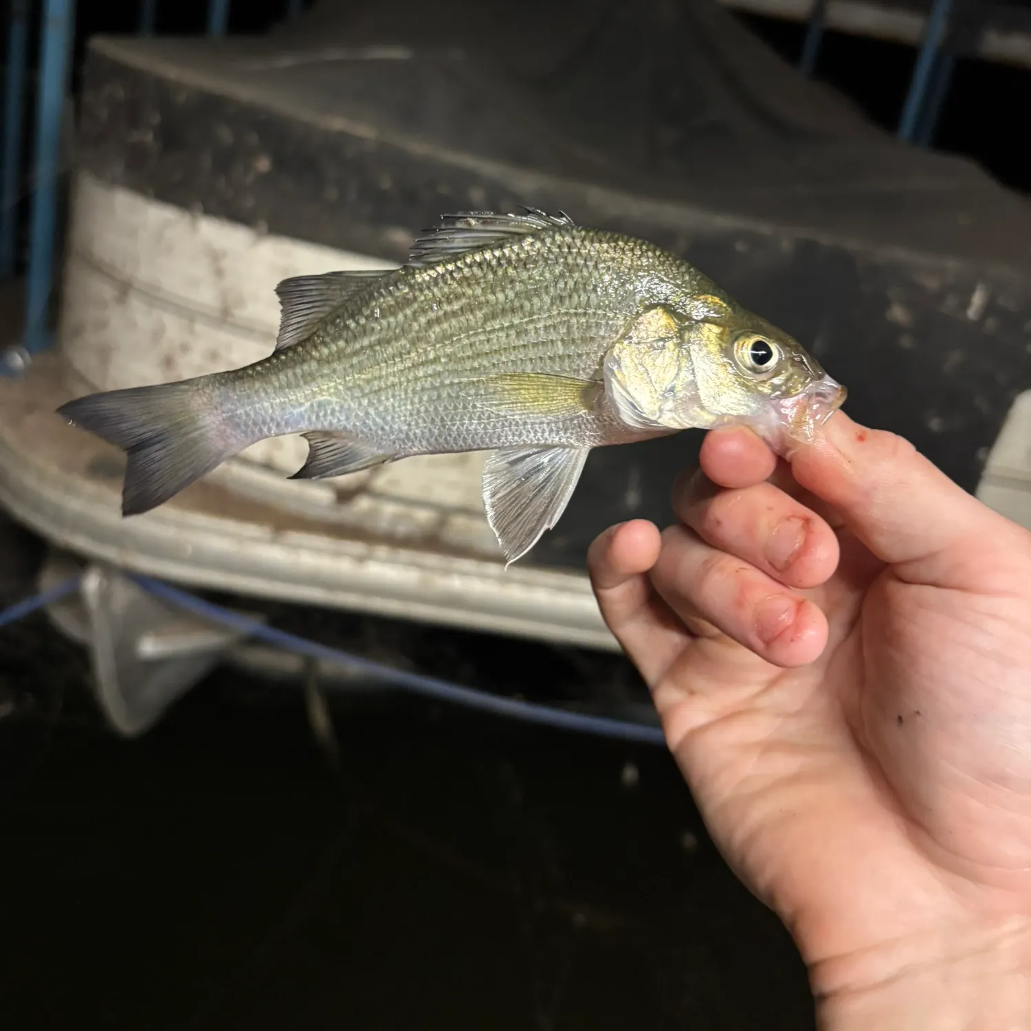 White bass caught on Fishbrain