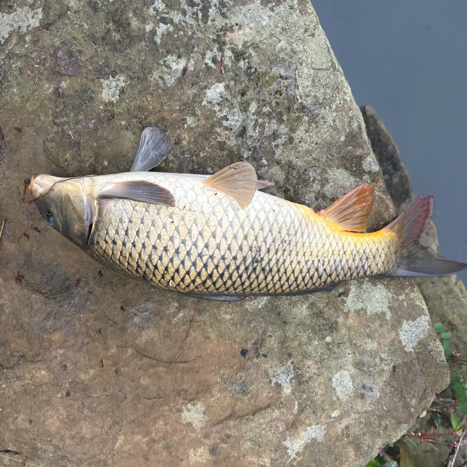 Common carp caught on Fishbrain