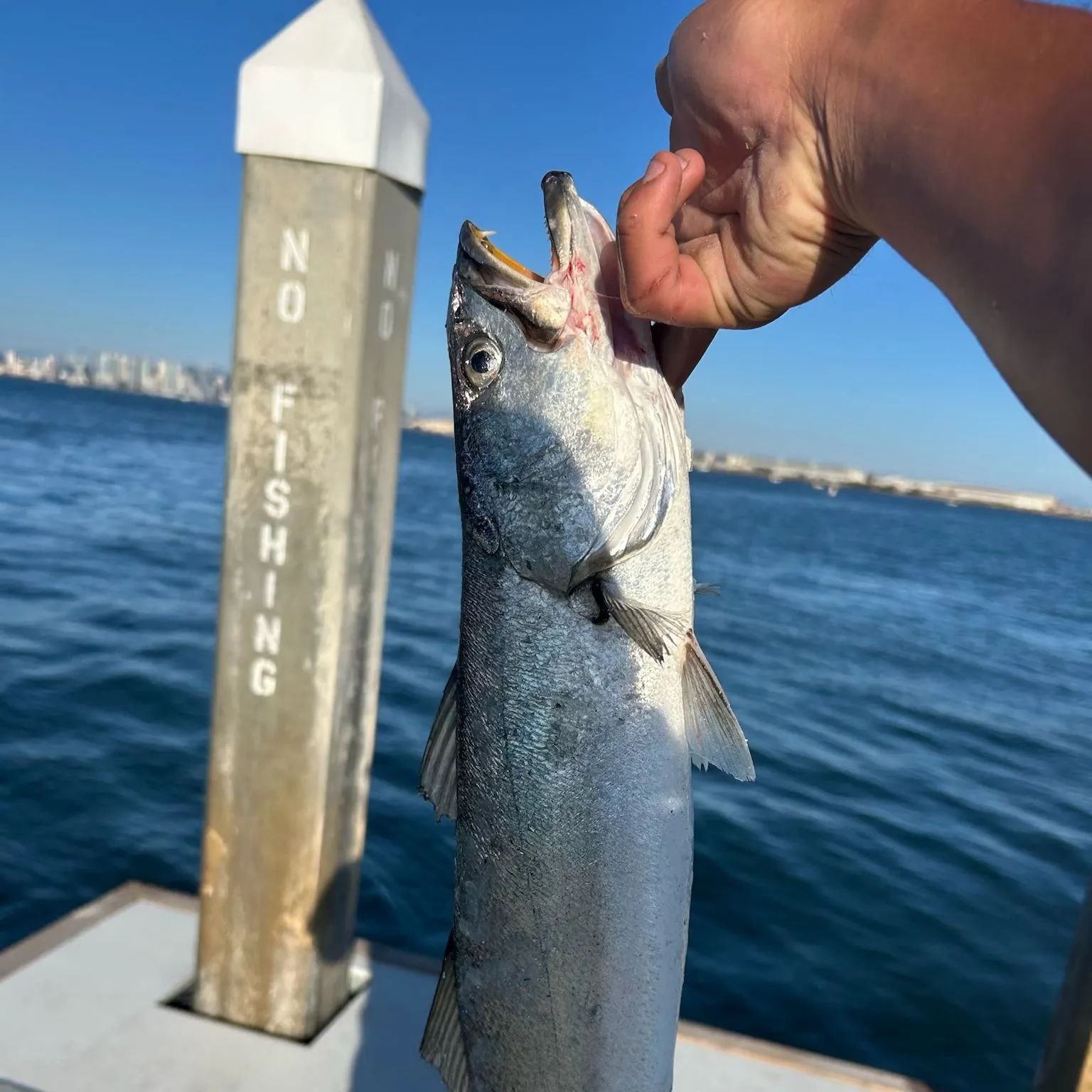 The most recent Shortfin corvina catches on Fishbrain