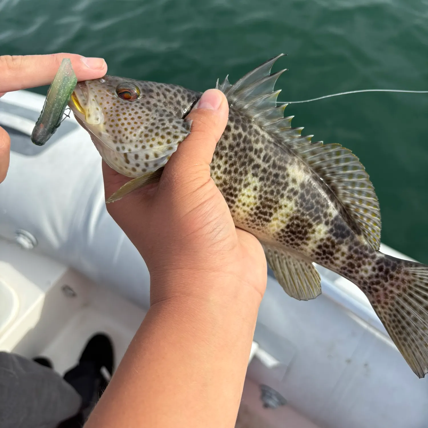 The most recent Spotted sand bass catches on Fishbrain