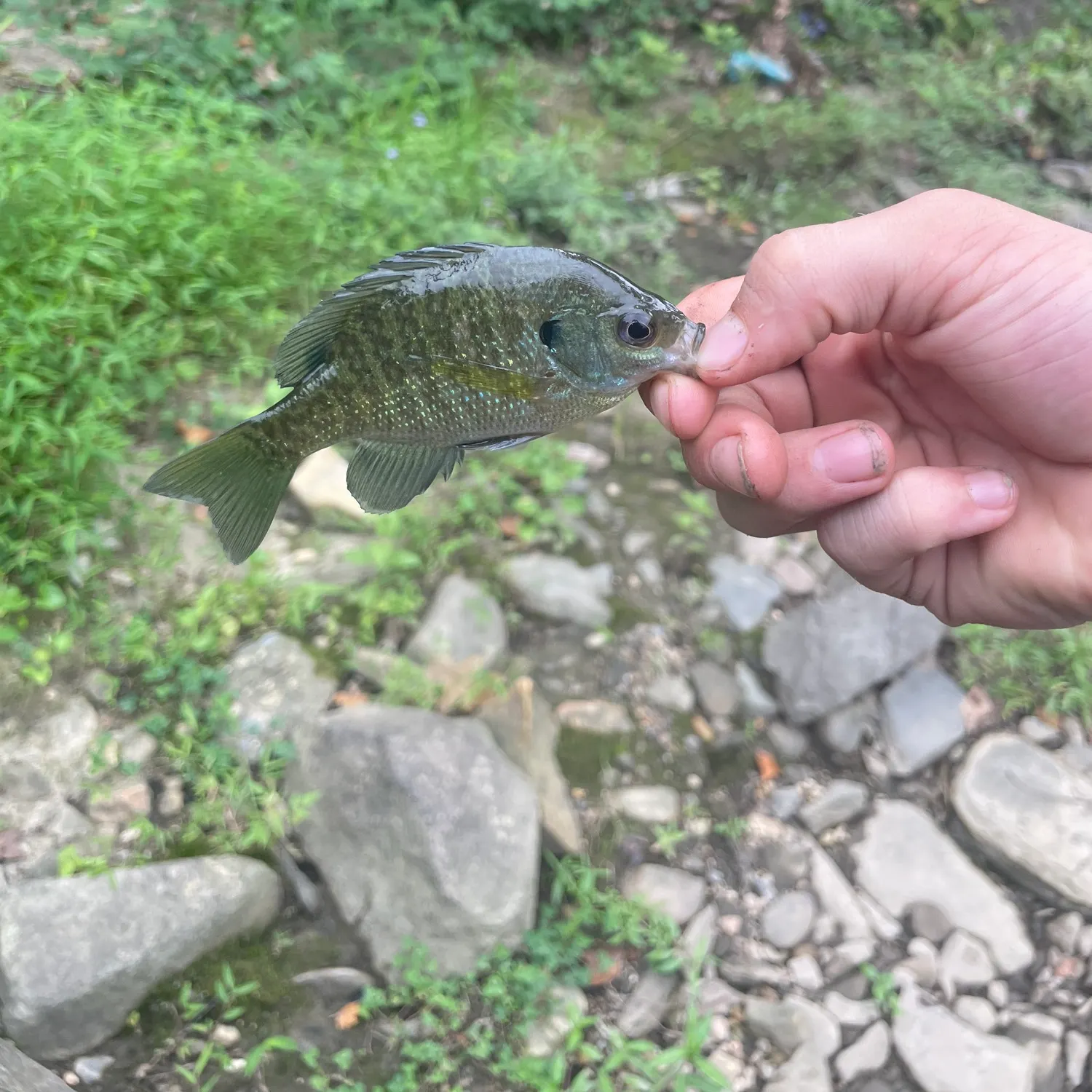 Bluegill caught on Fishbrain