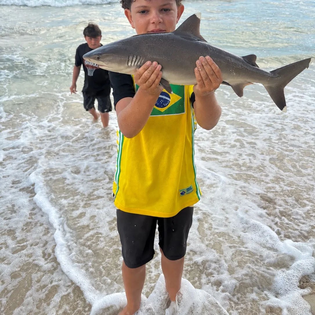 Sandbar shark caught on Fishbrain