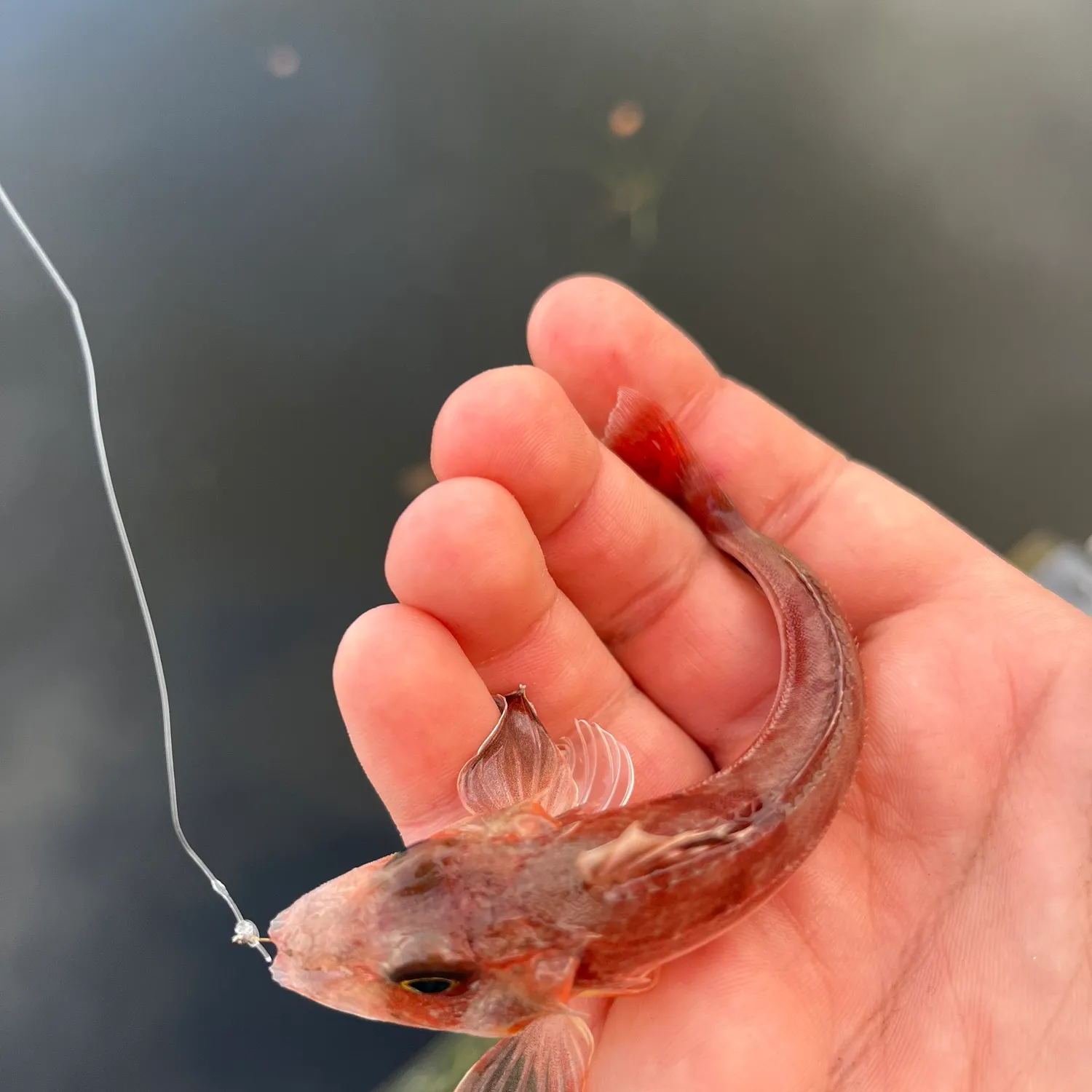 The most recent Grey gurnard catches on Fishbrain