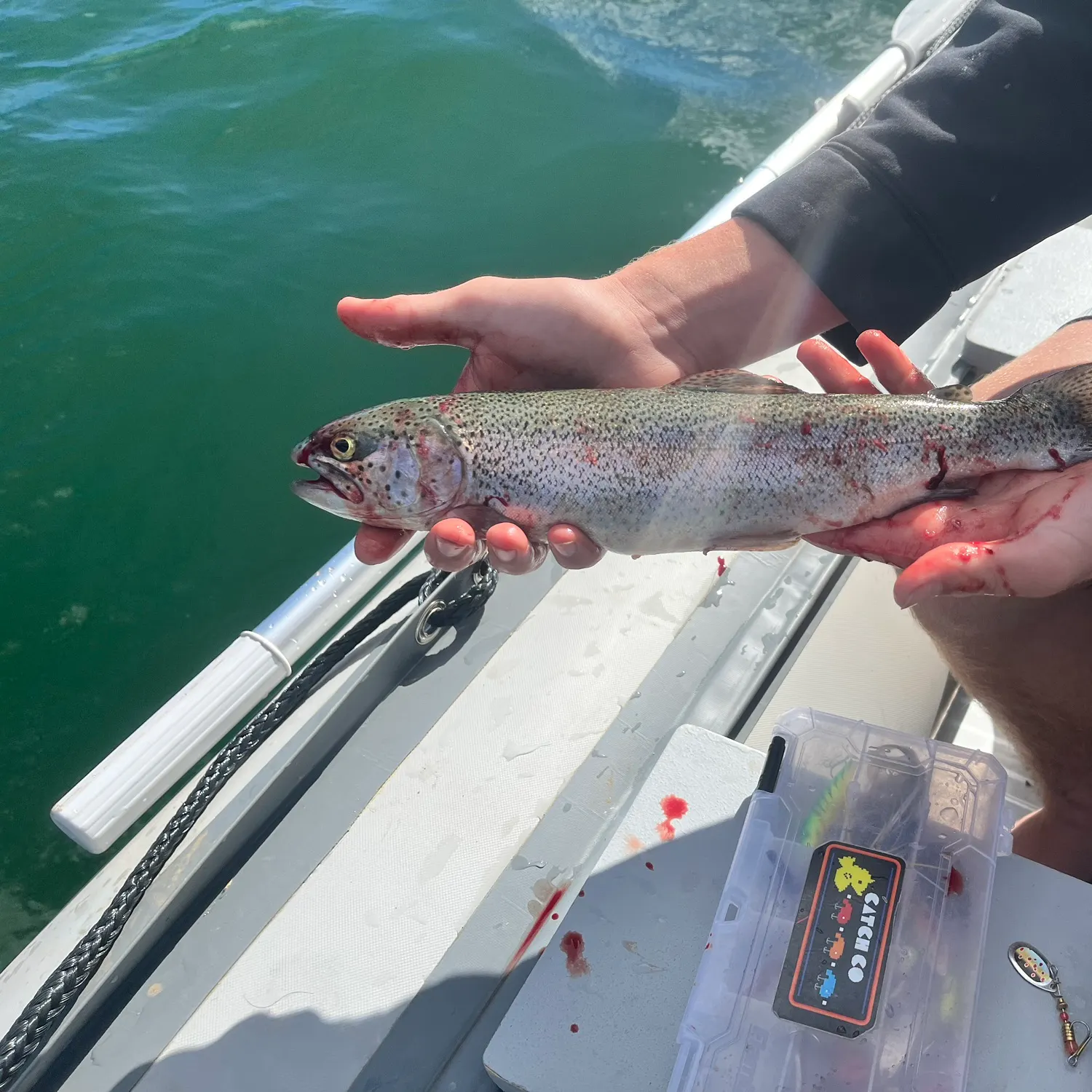 Rainbow trout caught on Fishbrain