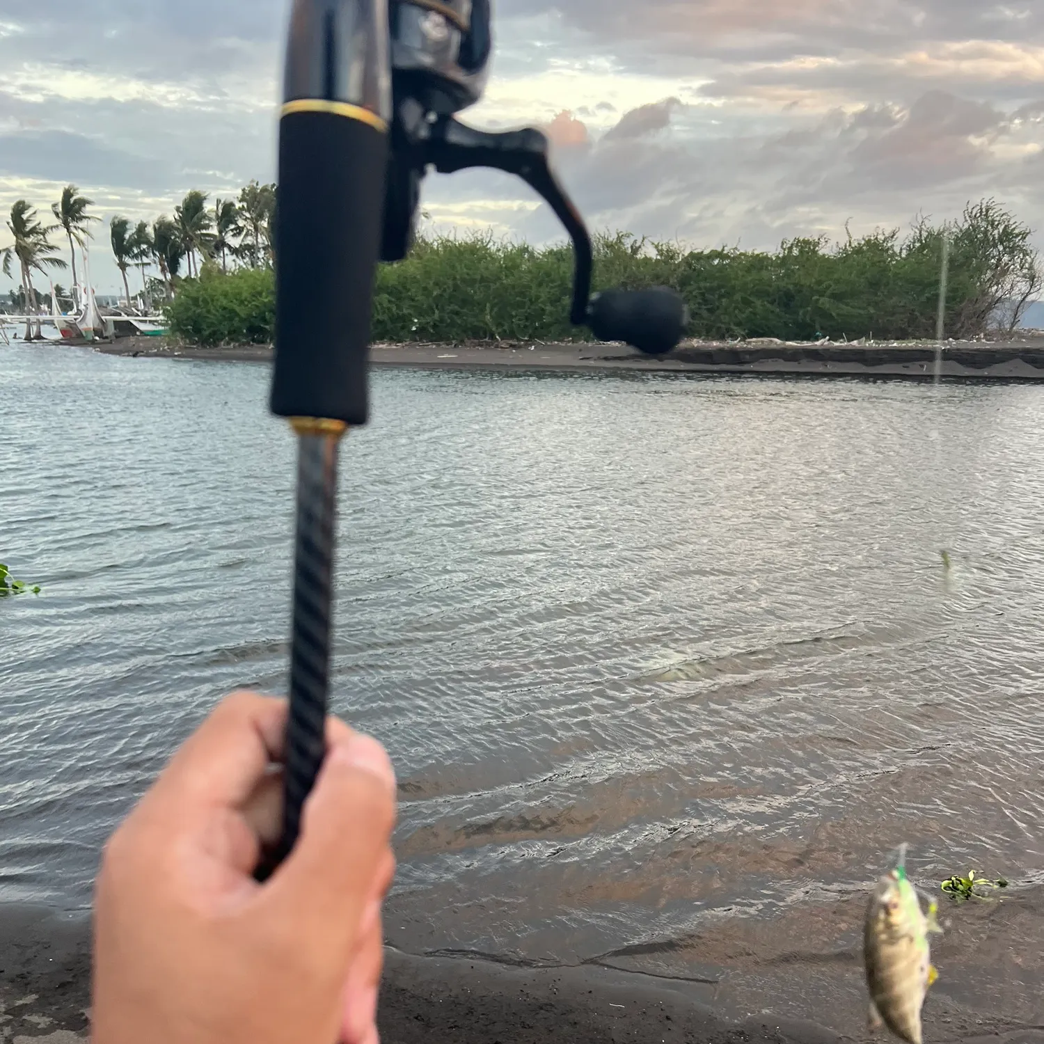 The most recent Bigeye trevally catches on Fishbrain