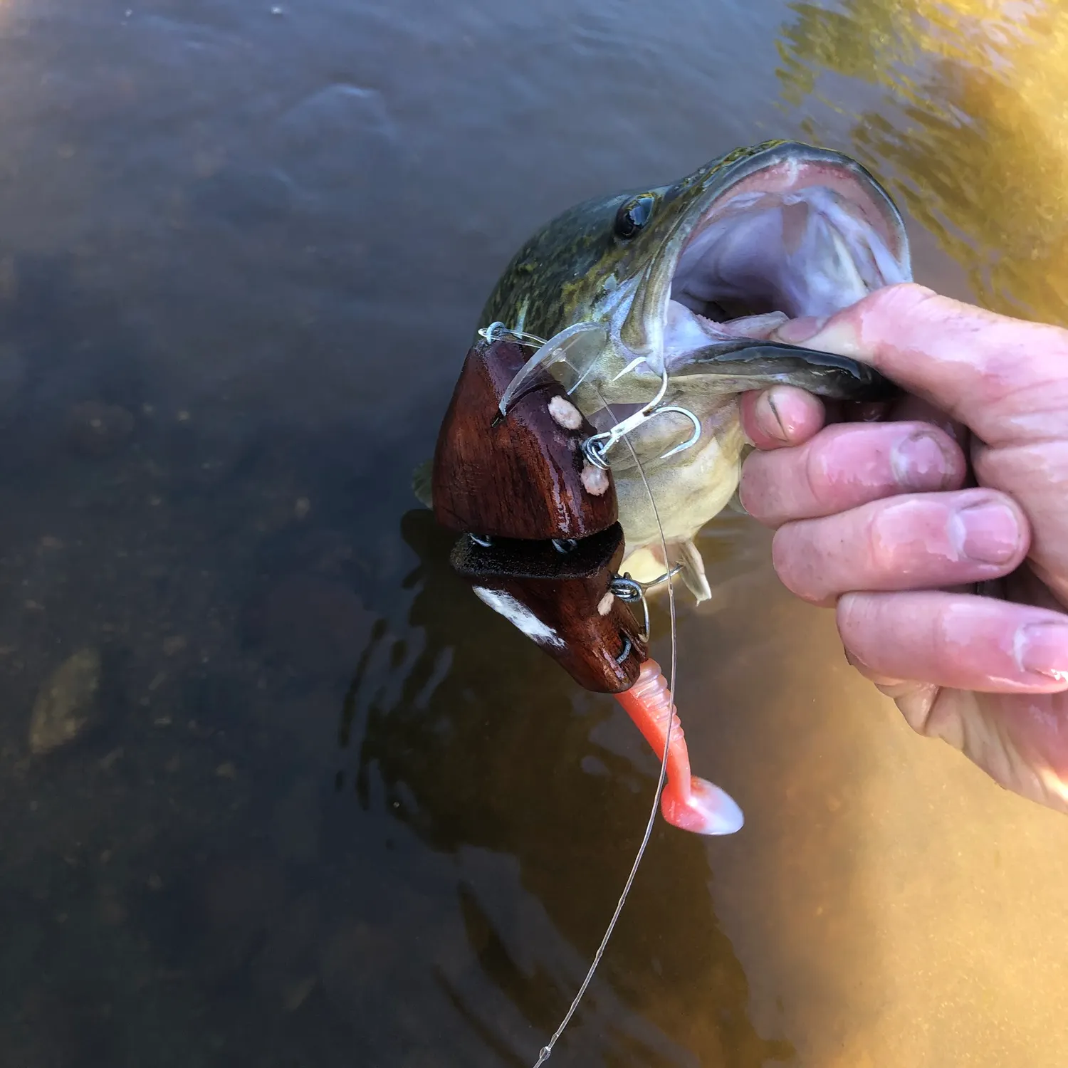 Murray cod caught on Fishbrain