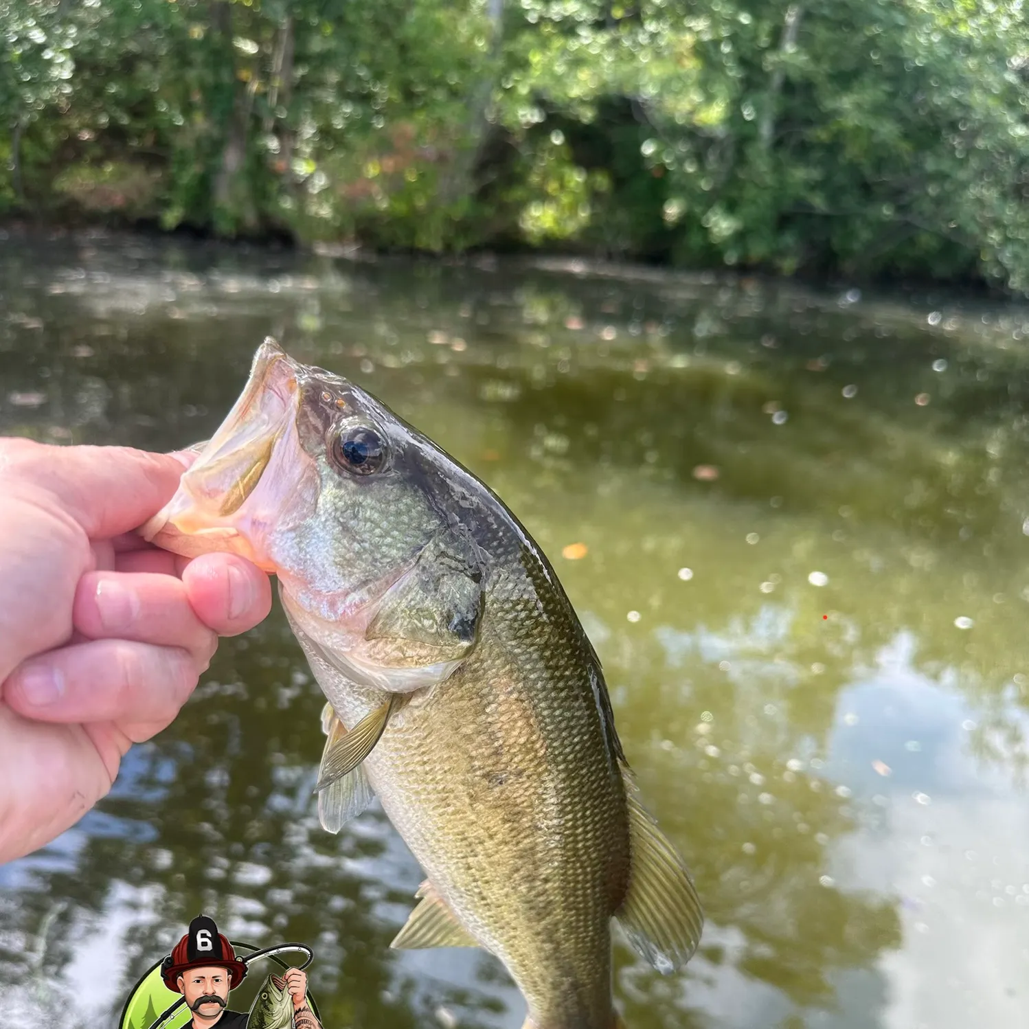 Largemouth bass caught on Fishbrain