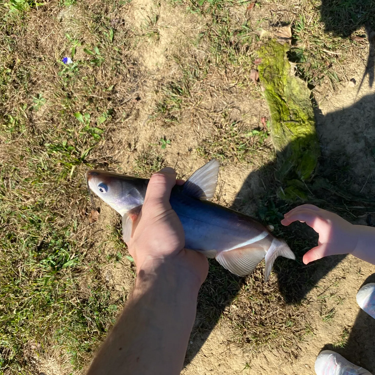 Blue catfish caught on Fishbrain