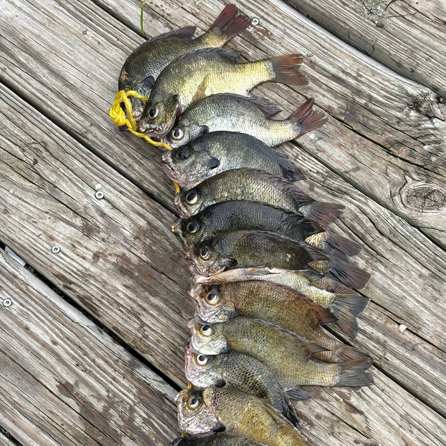 recently logged catches