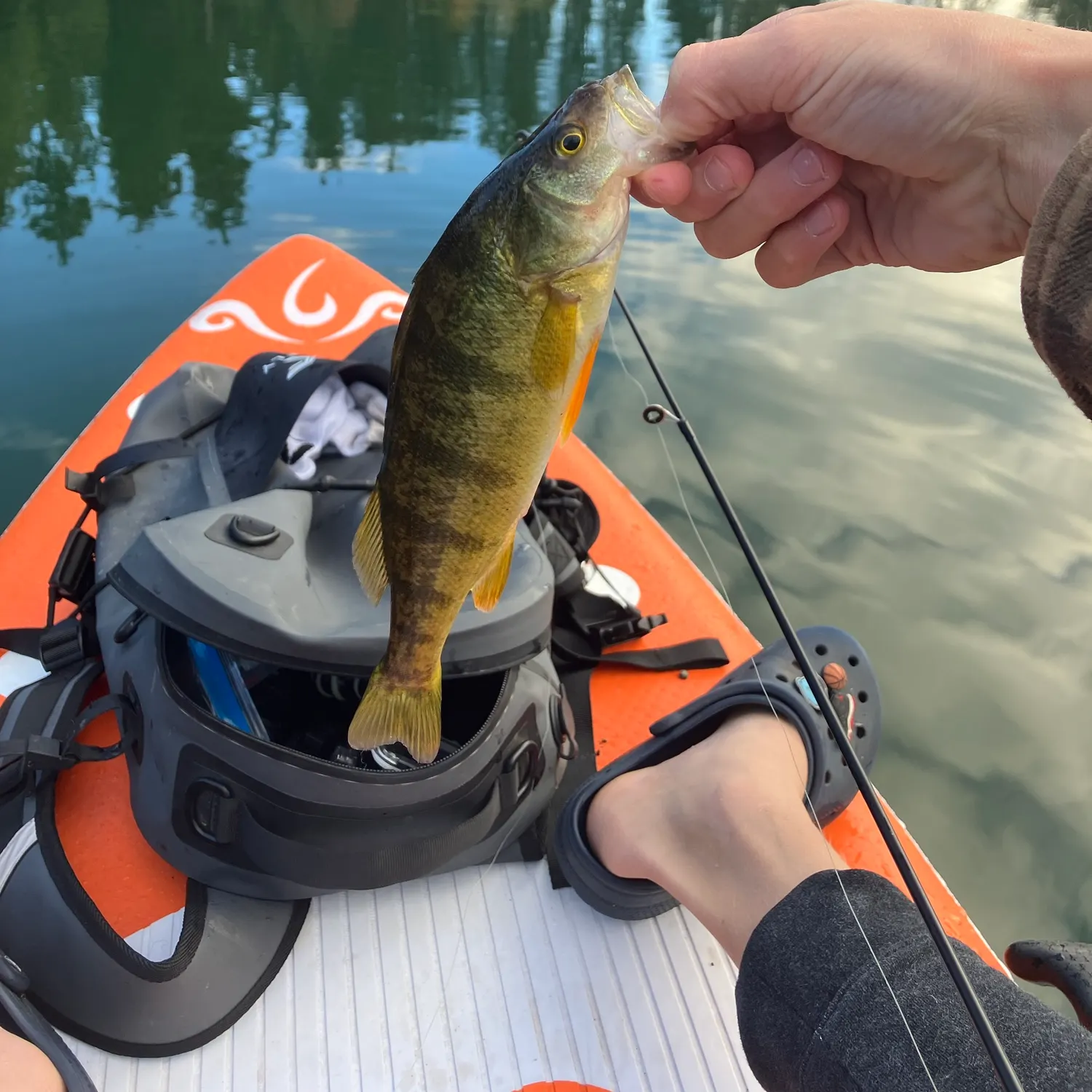 Yellow perch caught on Fishbrain
