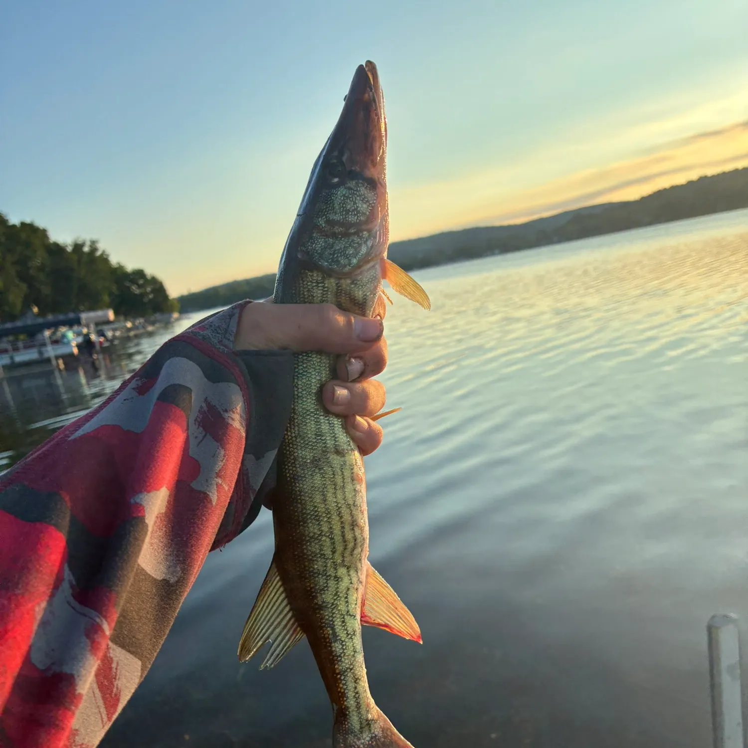 The most recent Chain pickerel catches on Fishbrain