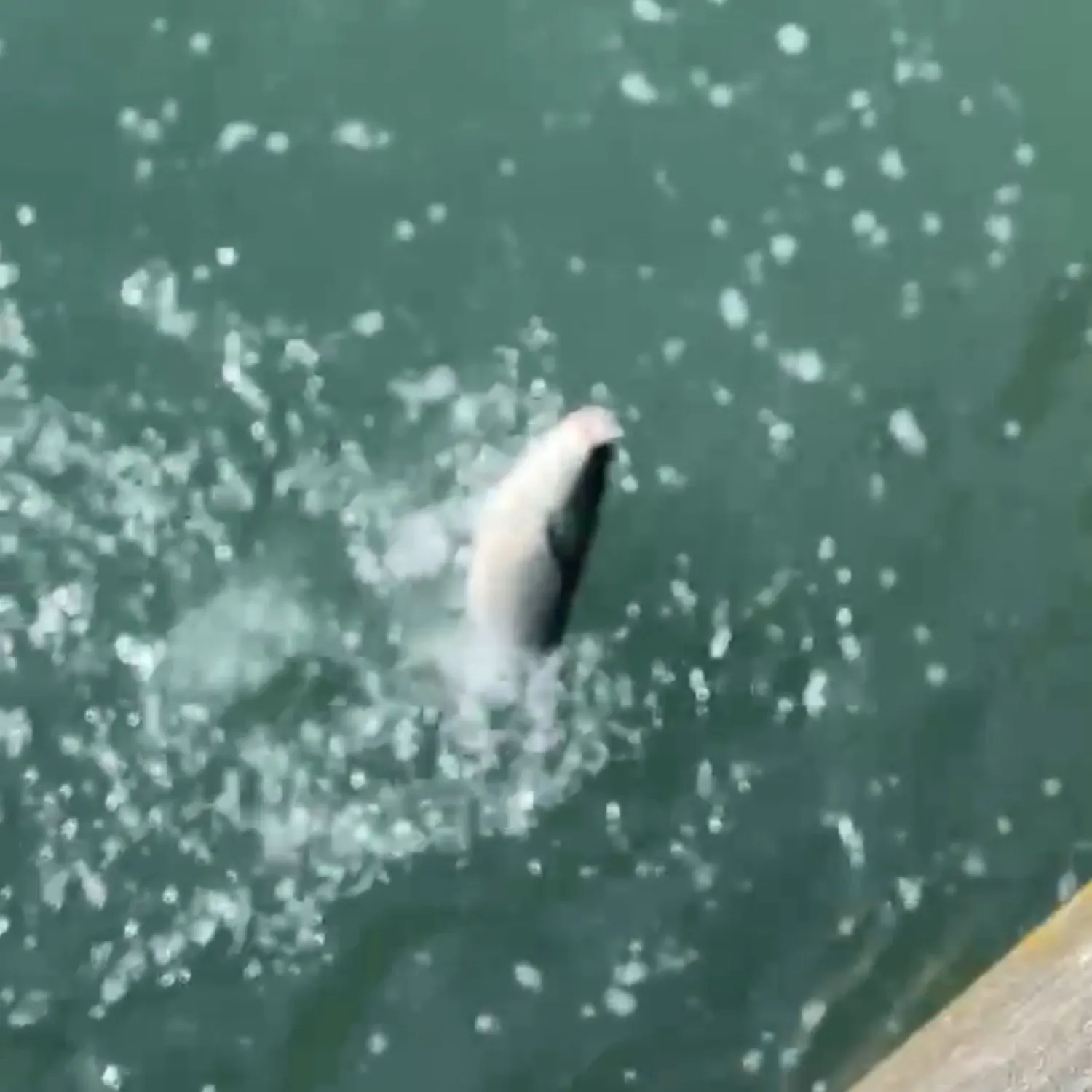 The most recent Thinlip grey mullet catches on Fishbrain