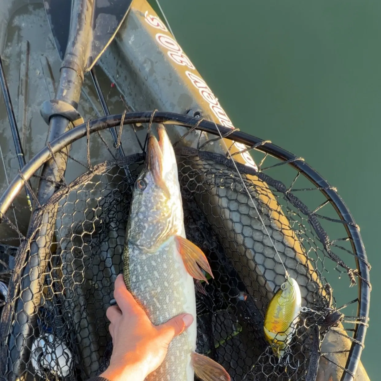 Northern pike caught on Fishbrain
