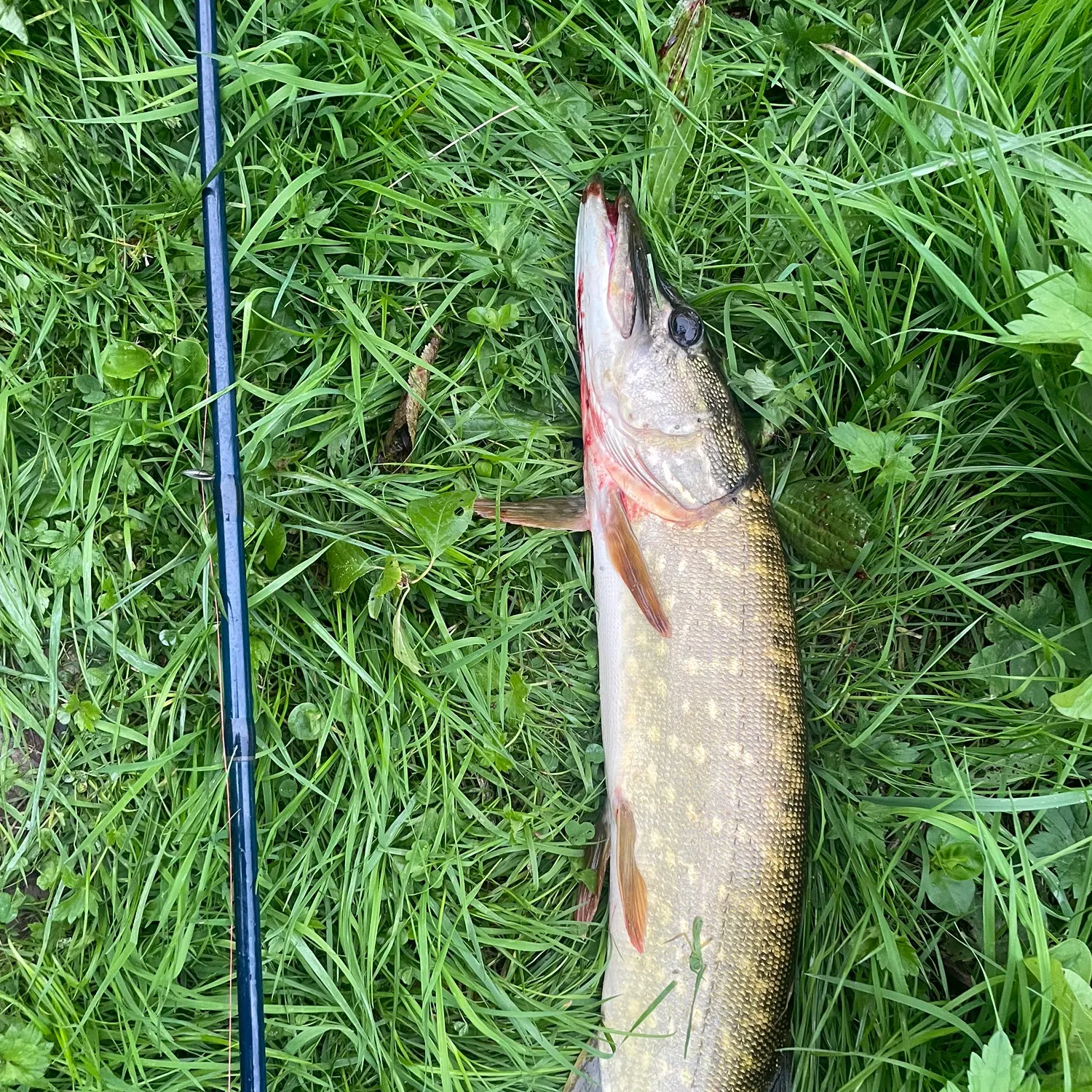 Northern pike caught on Fishbrain