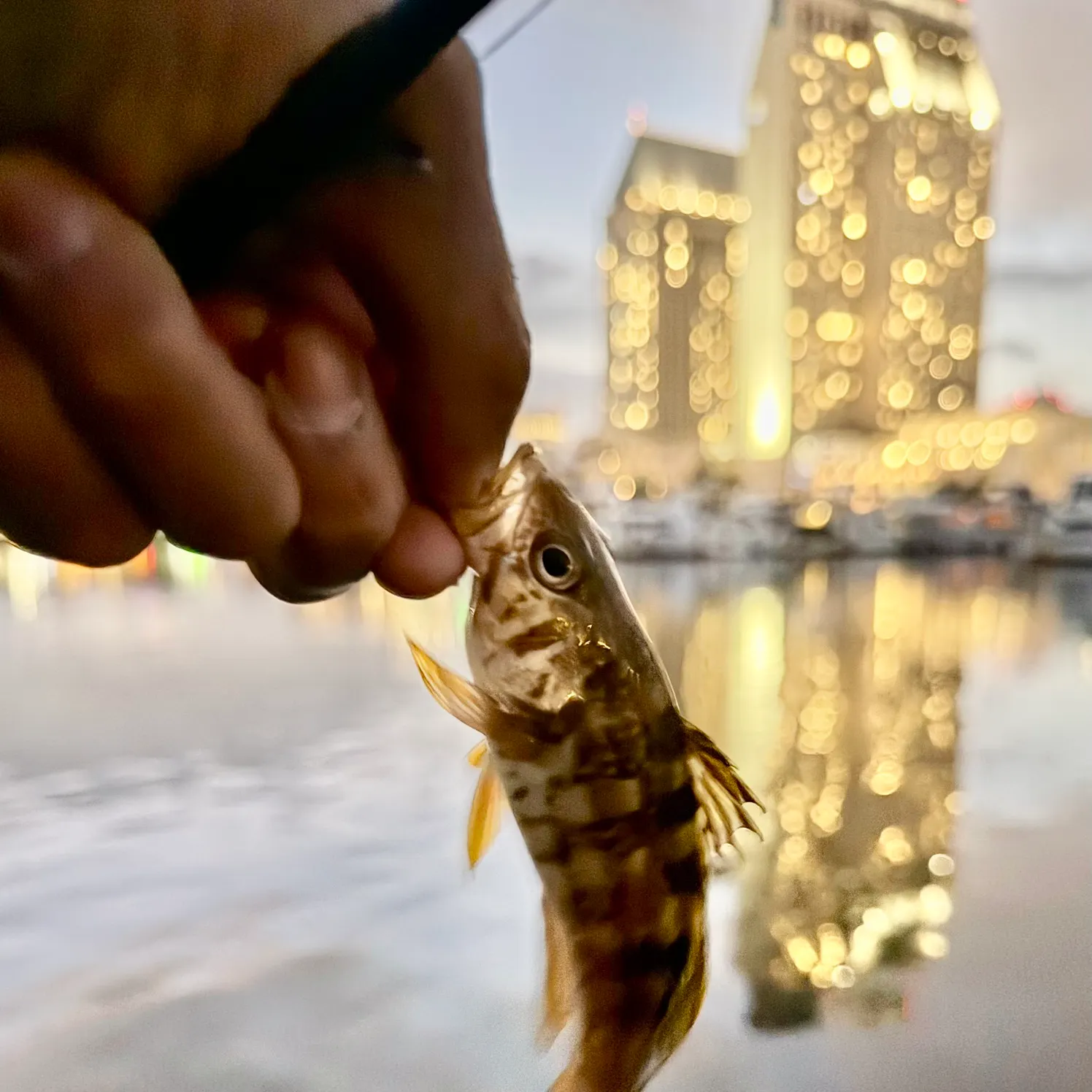 The most recent Kelp bass catches on Fishbrain