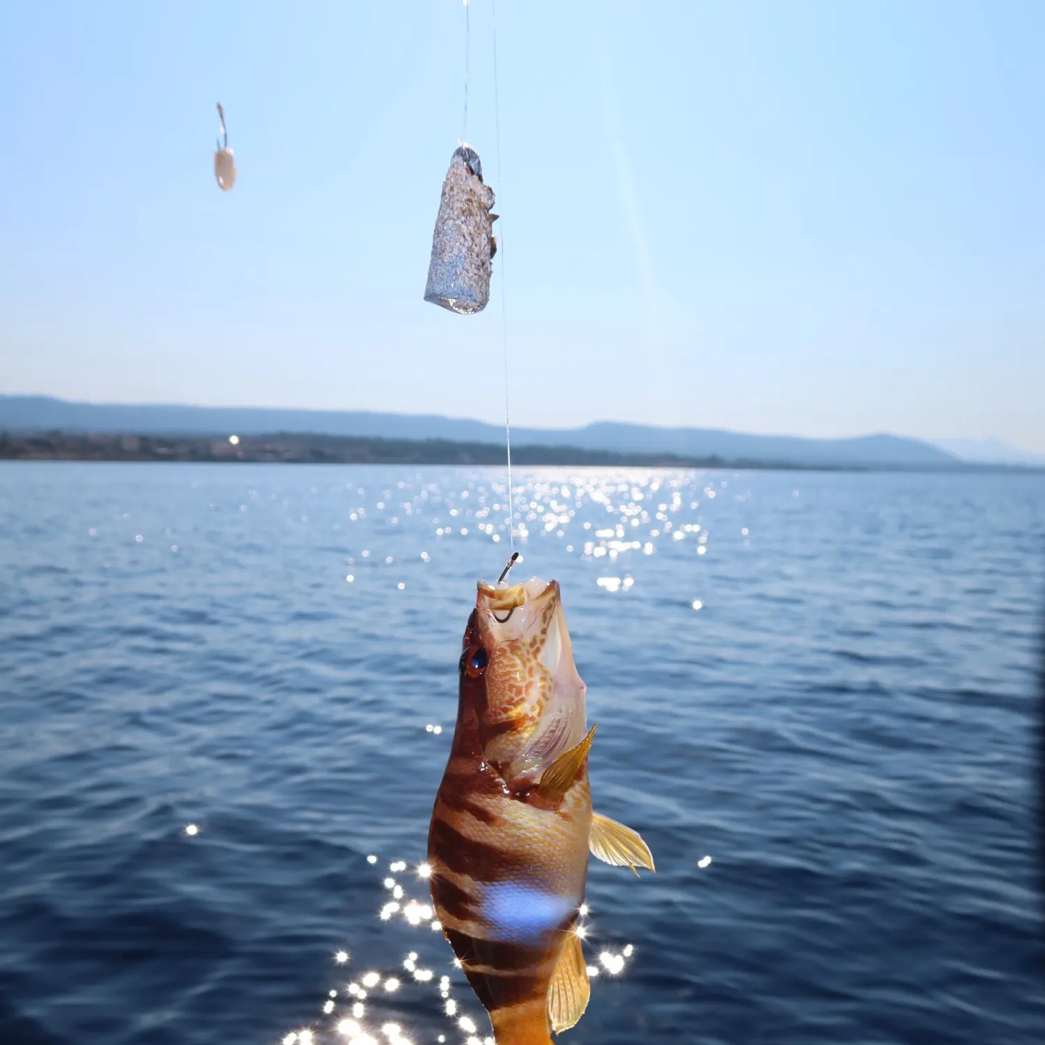 The most recent Painted comber catches on Fishbrain