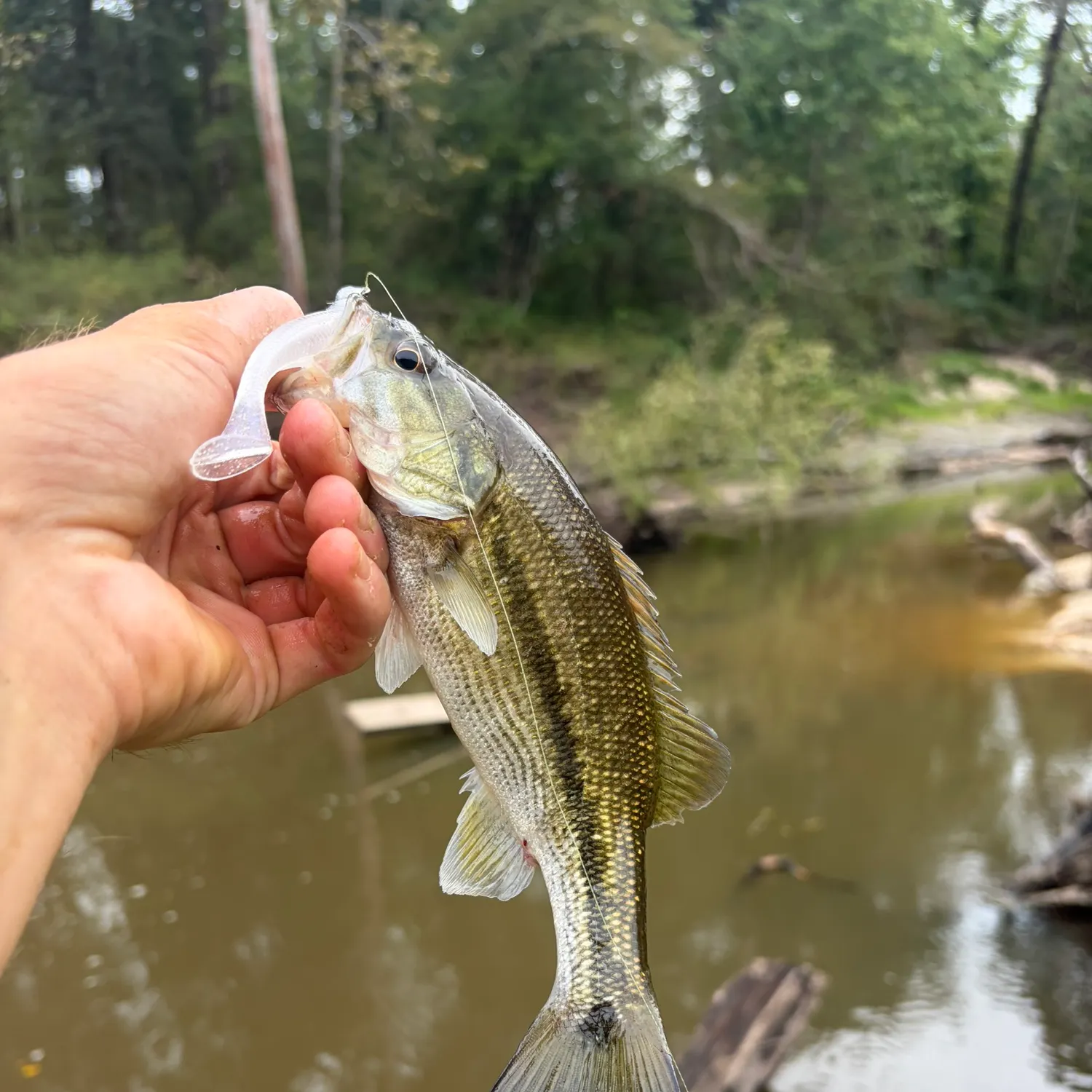 Spotted bass caught on Fishbrain