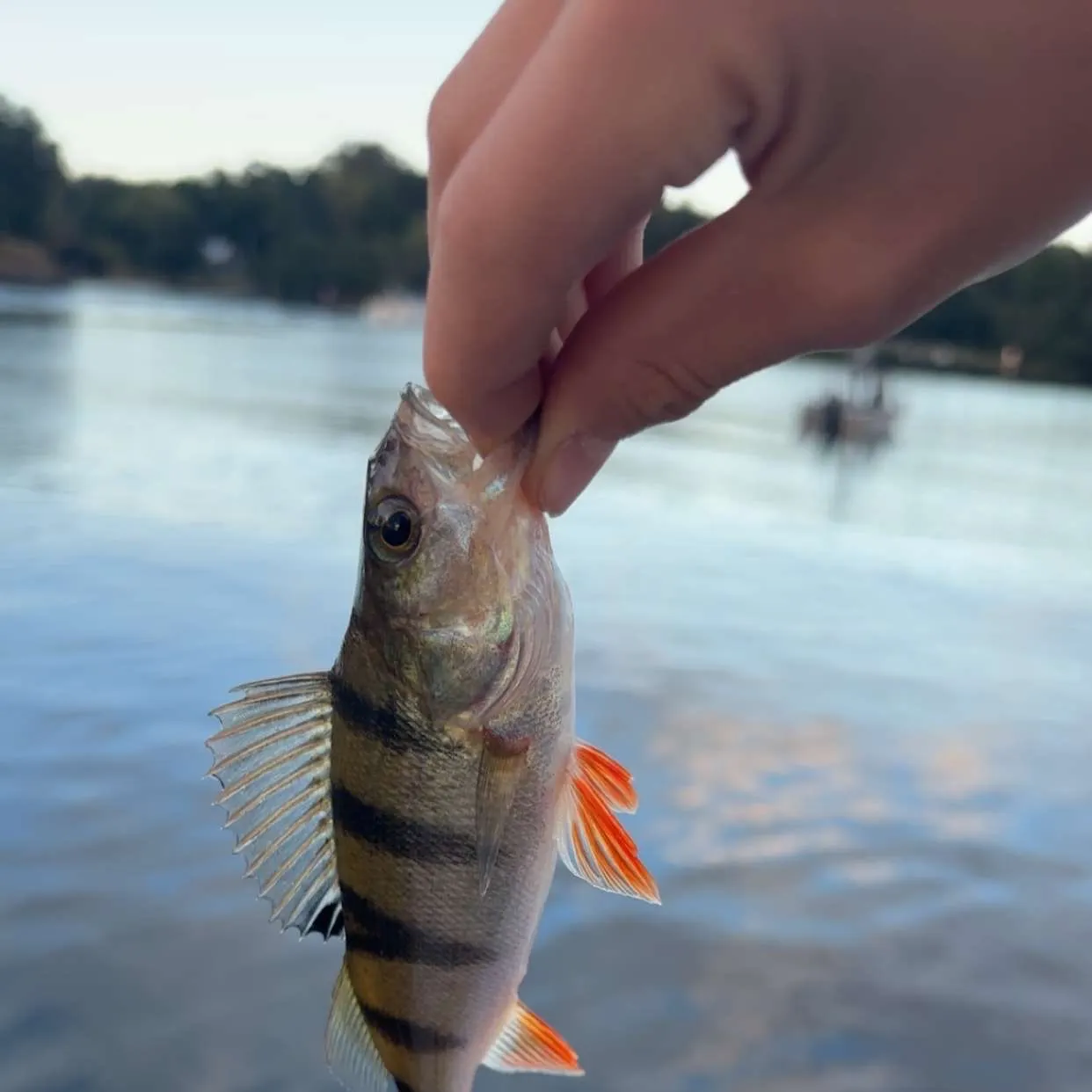 European perch caught on Fishbrain