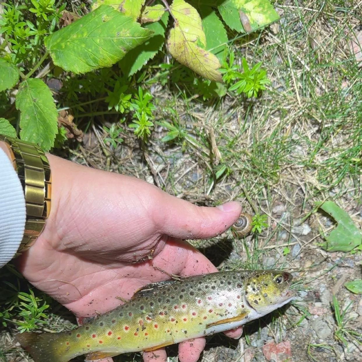 Brown trout caught on Fishbrain