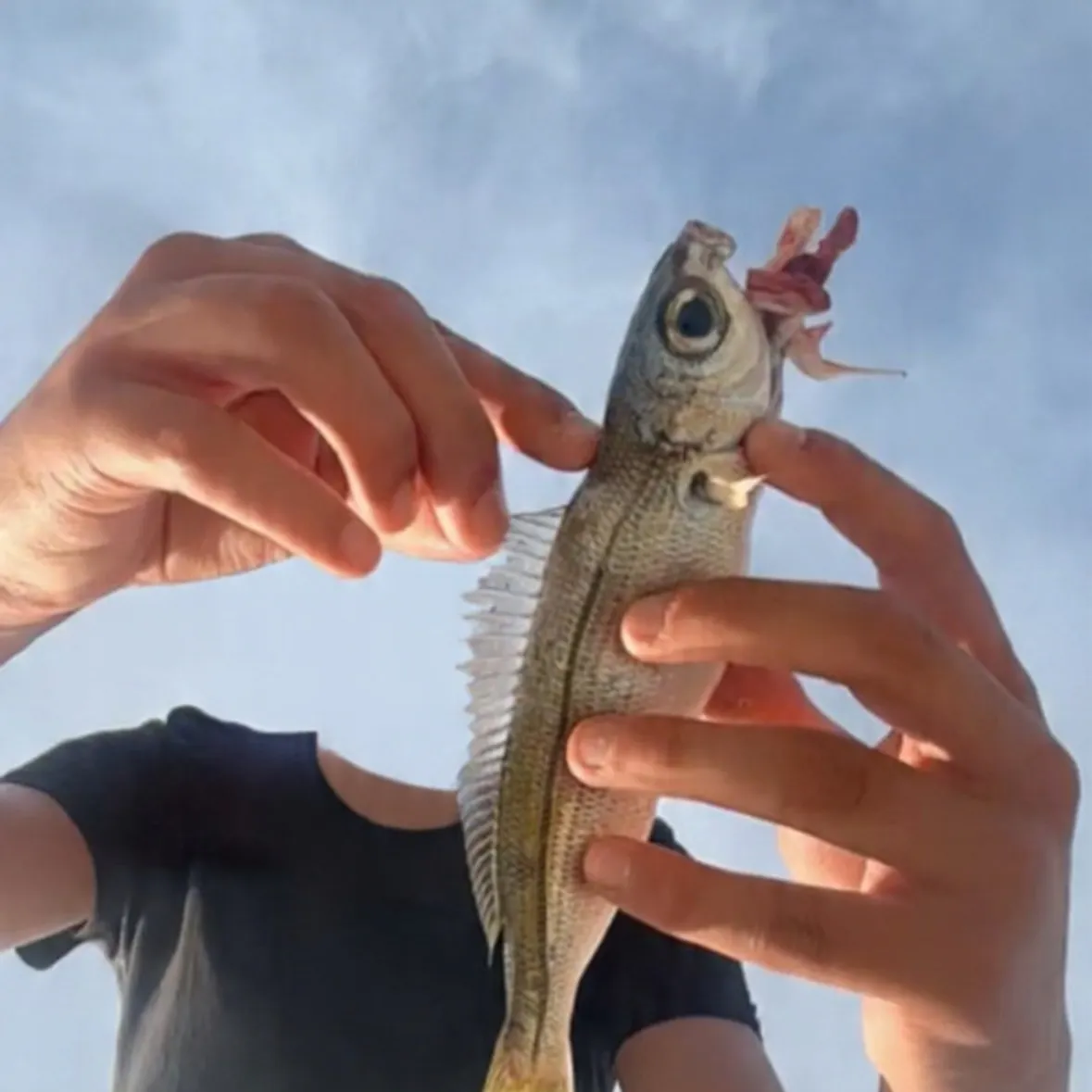 The most recent Bogue catches on Fishbrain
