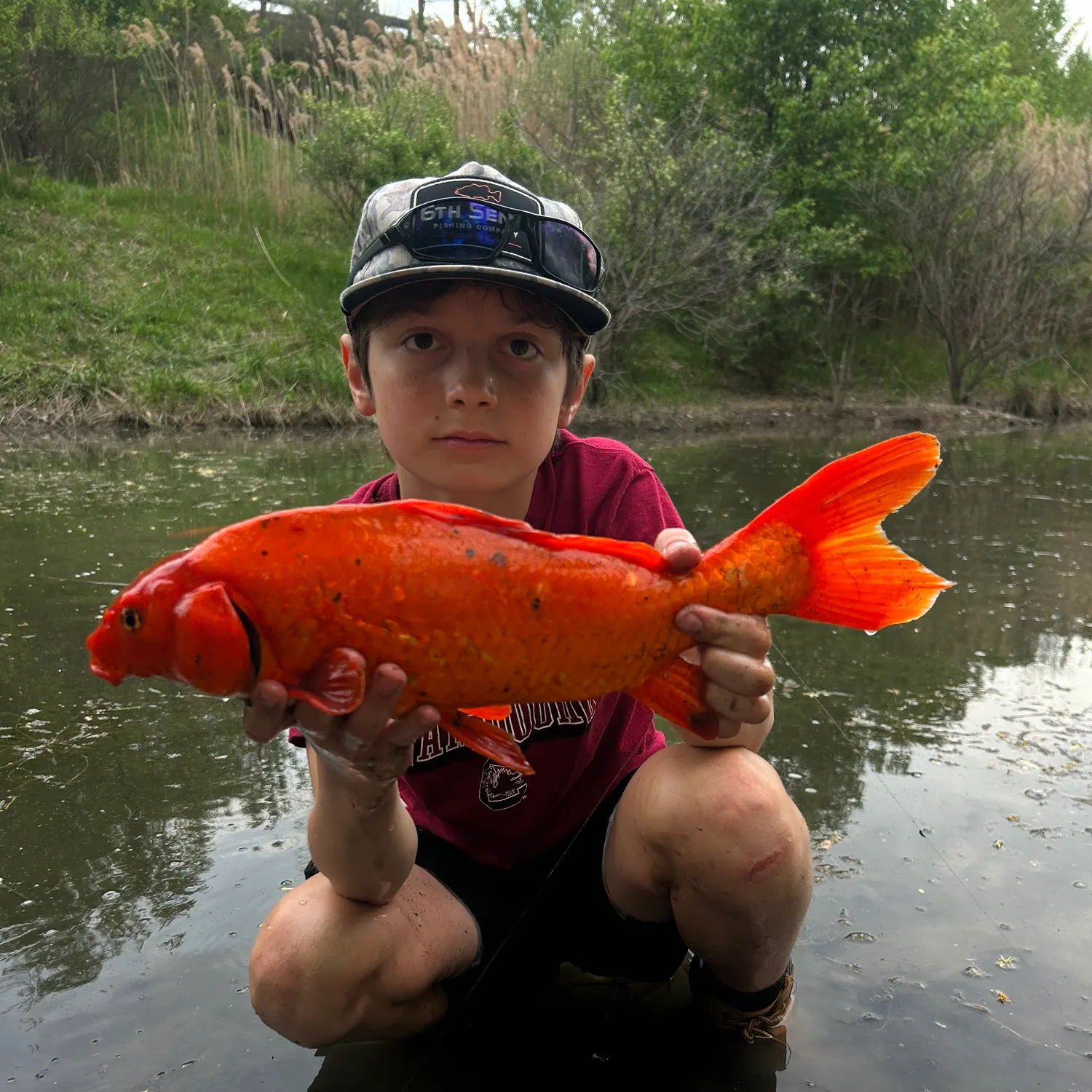 The most recent Koi carp catches on Fishbrain