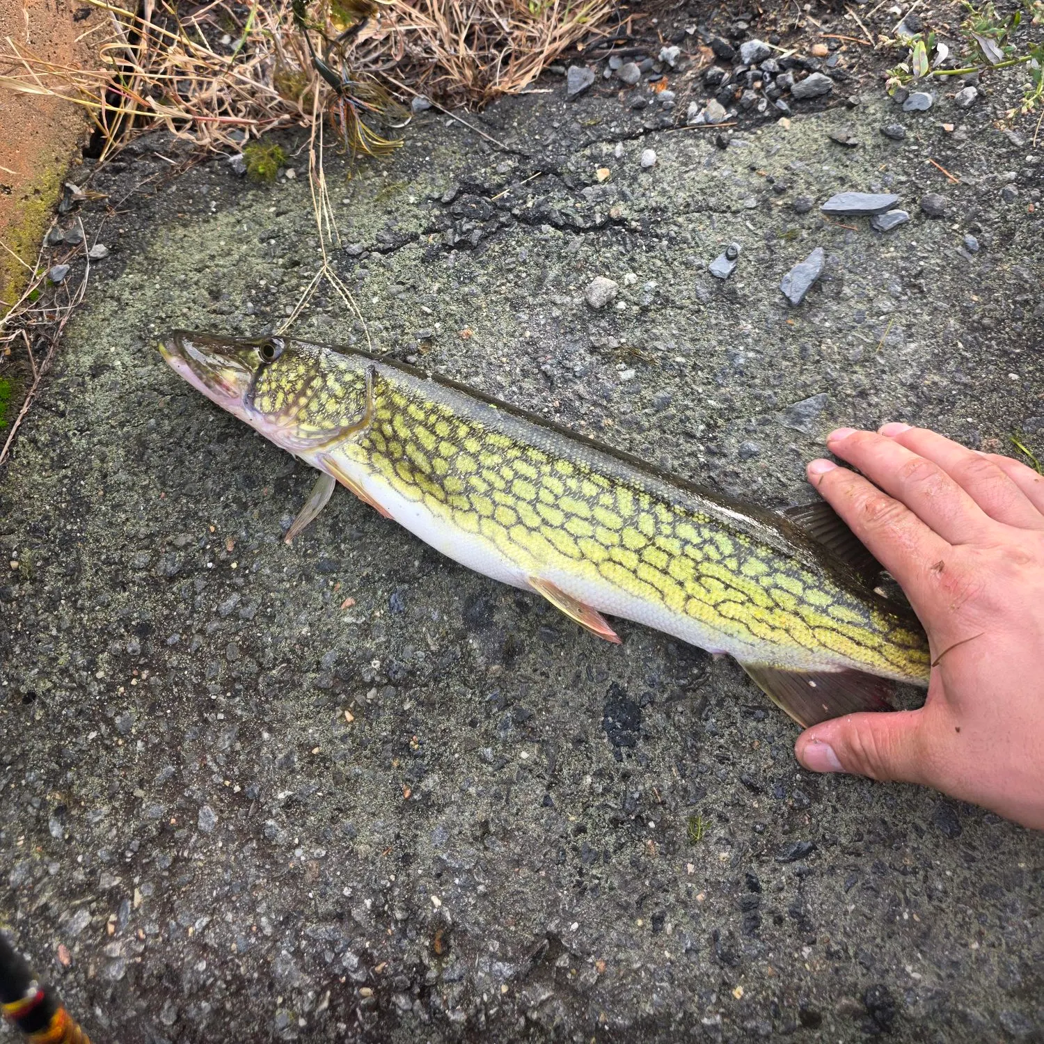Chain pickerel caught on Fishbrain