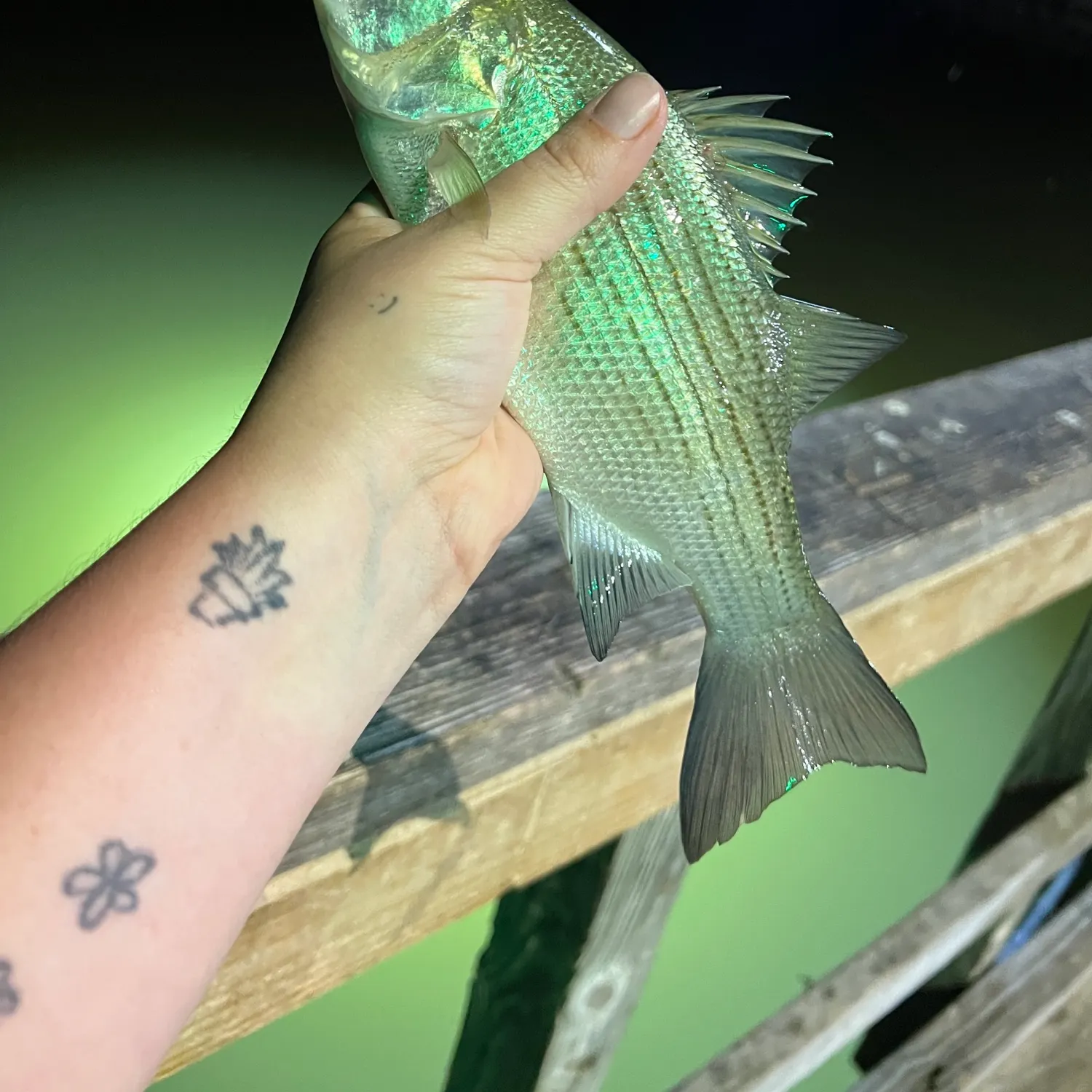 White bass caught on Fishbrain