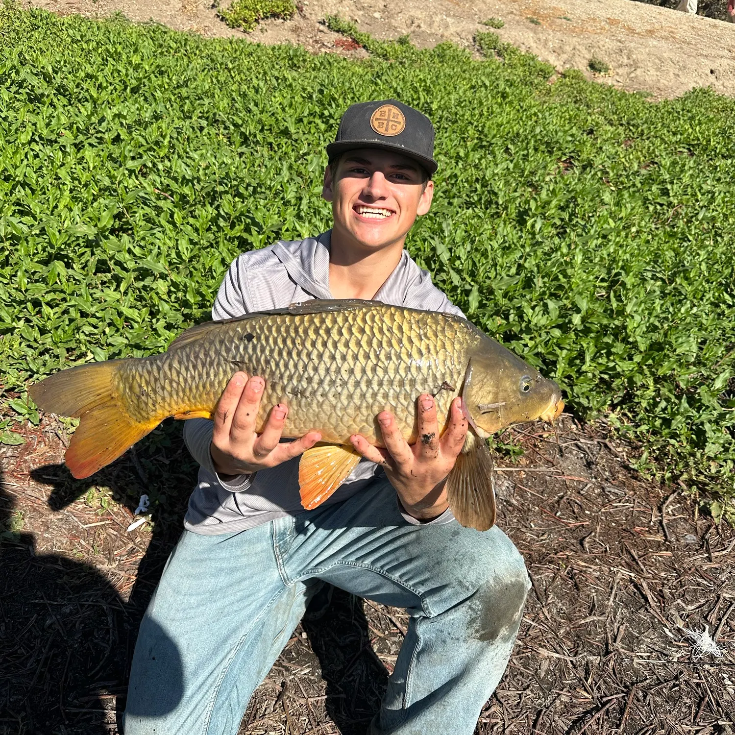 Common carp caught on Fishbrain