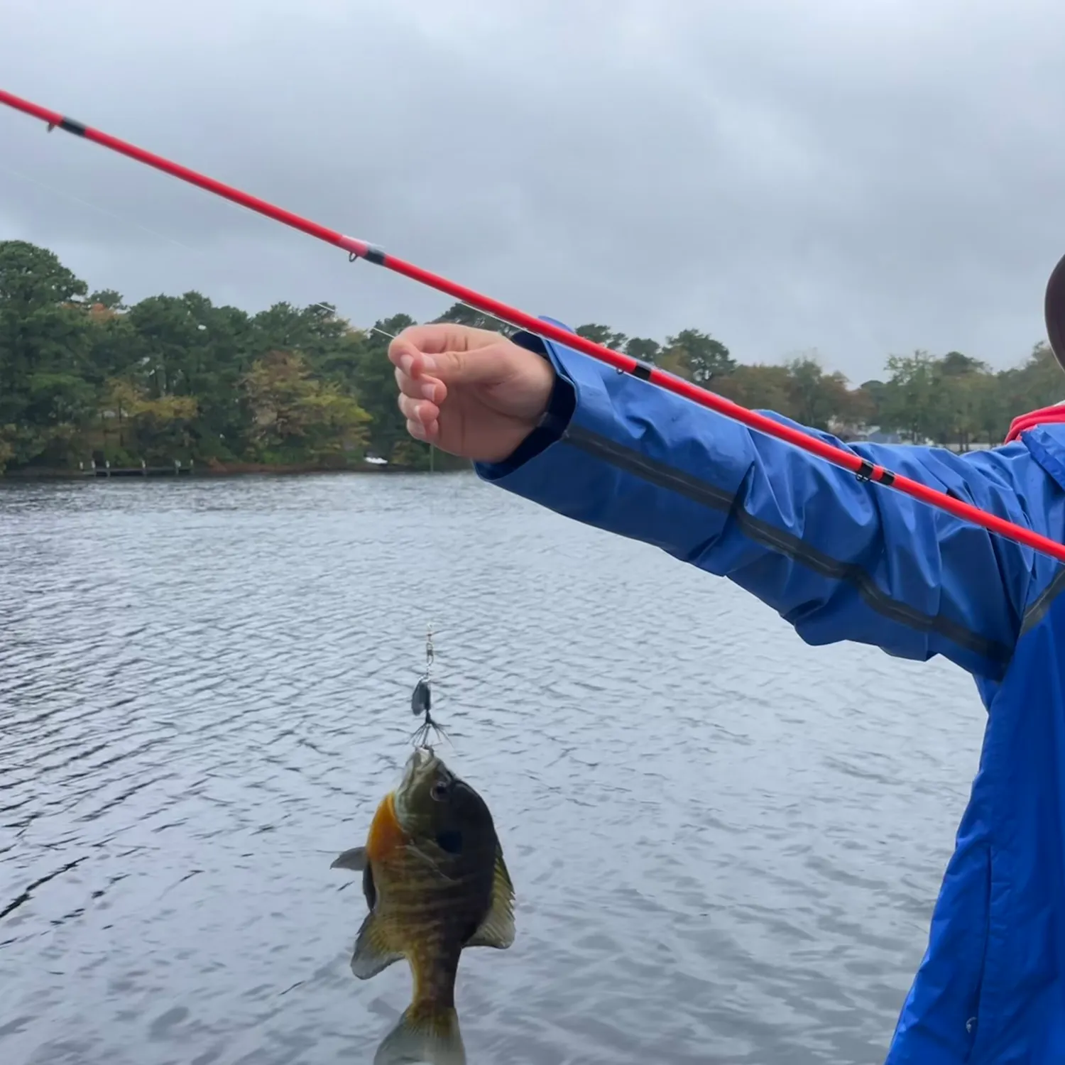 Bluegill caught on Fishbrain
