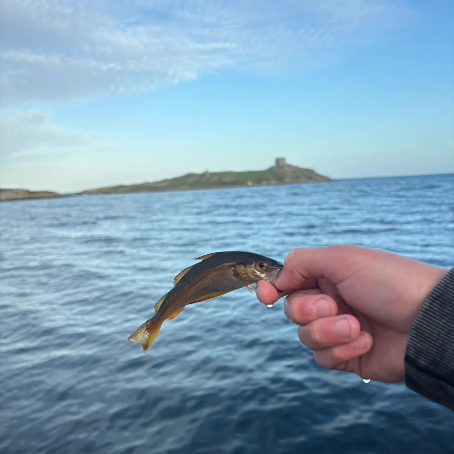 Atlantic pollock caught on Fishbrain