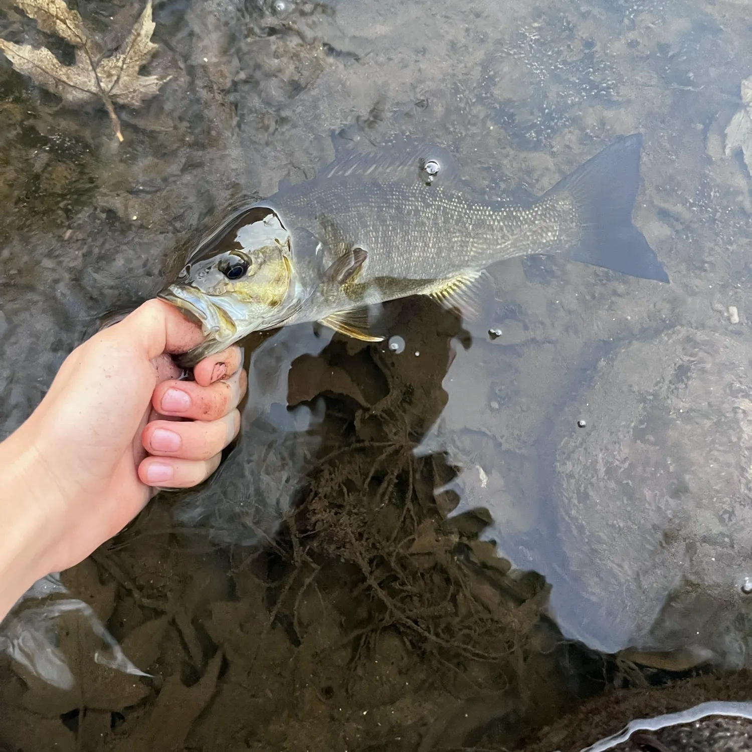 Fish caught on Fishbrain