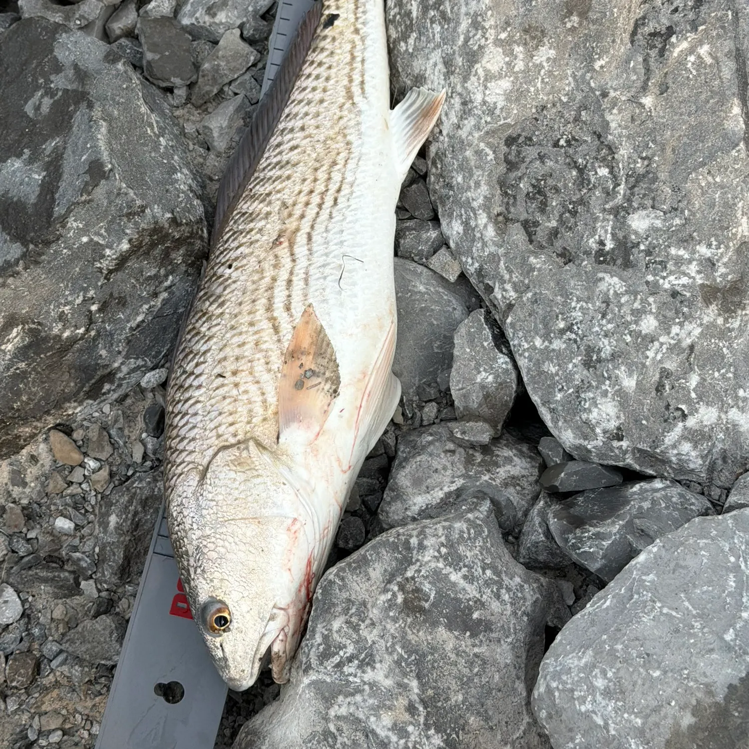 The most recent Red drum catches on Fishbrain