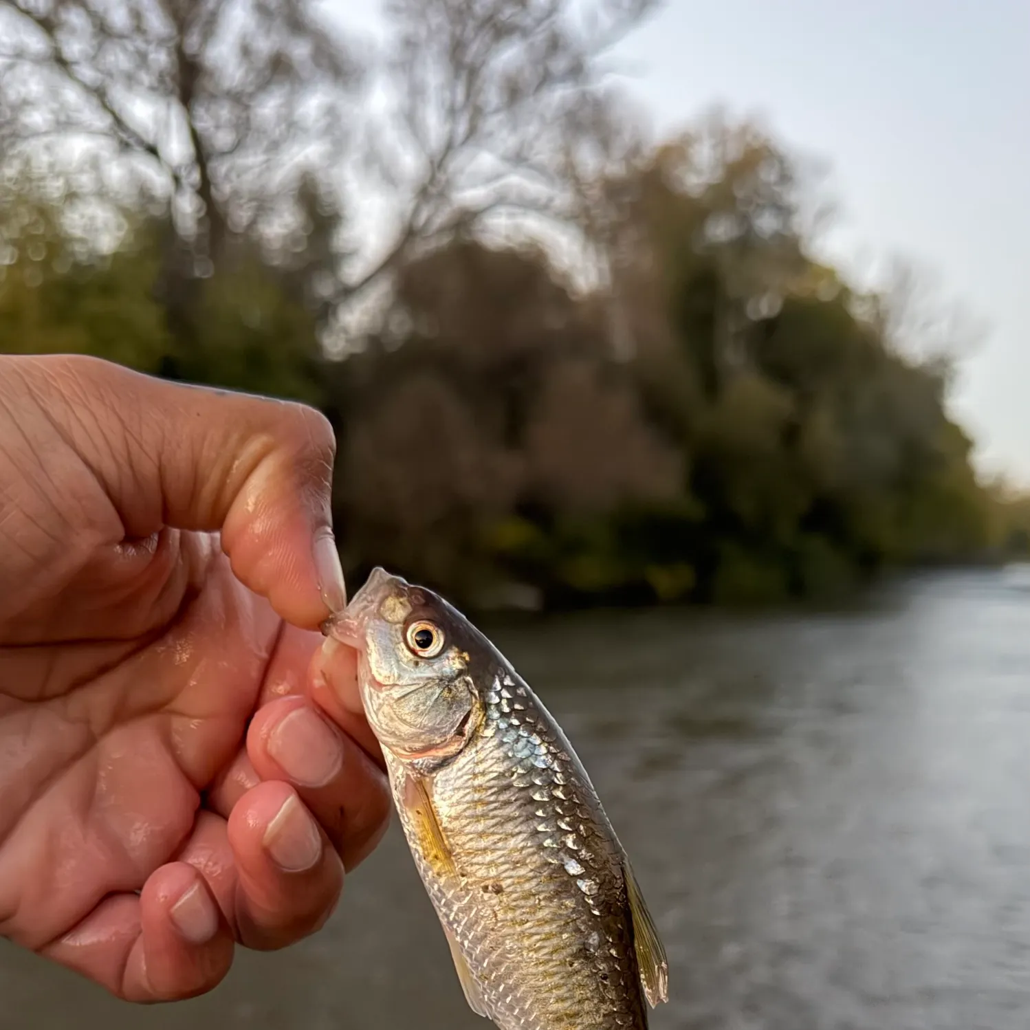 Striped shiner caught on Fishbrain