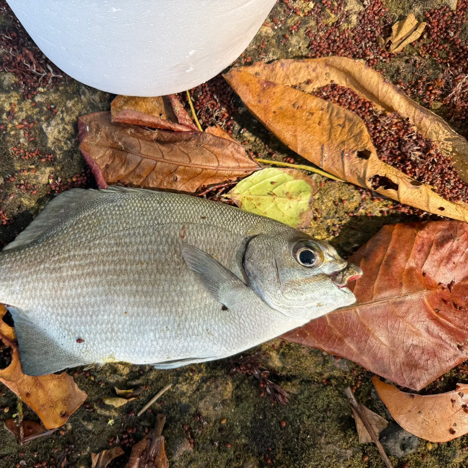 The most recent Brassy chub catches on Fishbrain