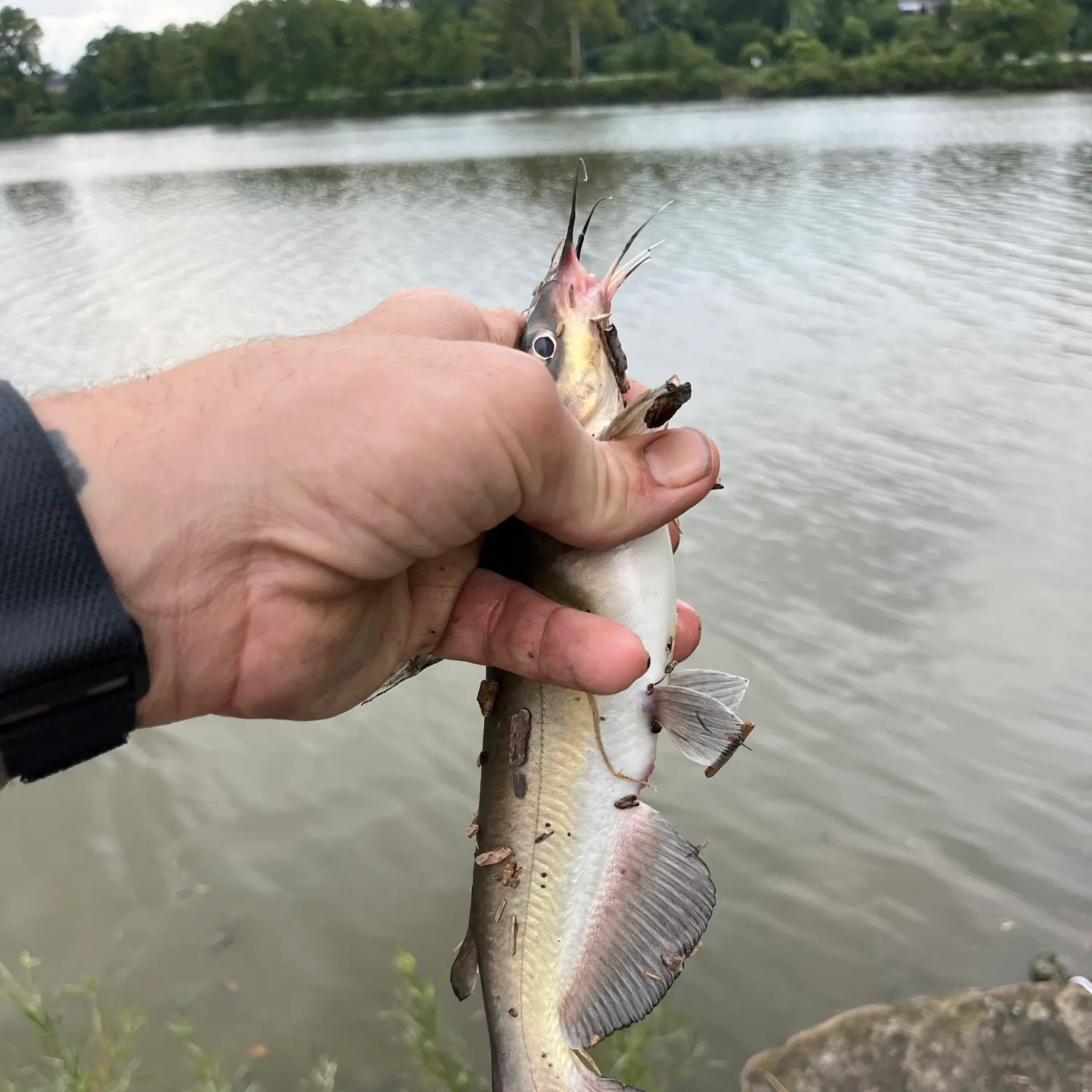 Channel catfish caught on Fishbrain