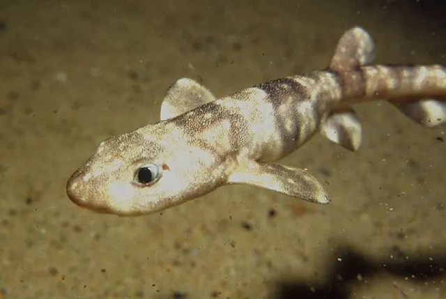 Puffadder shyshark