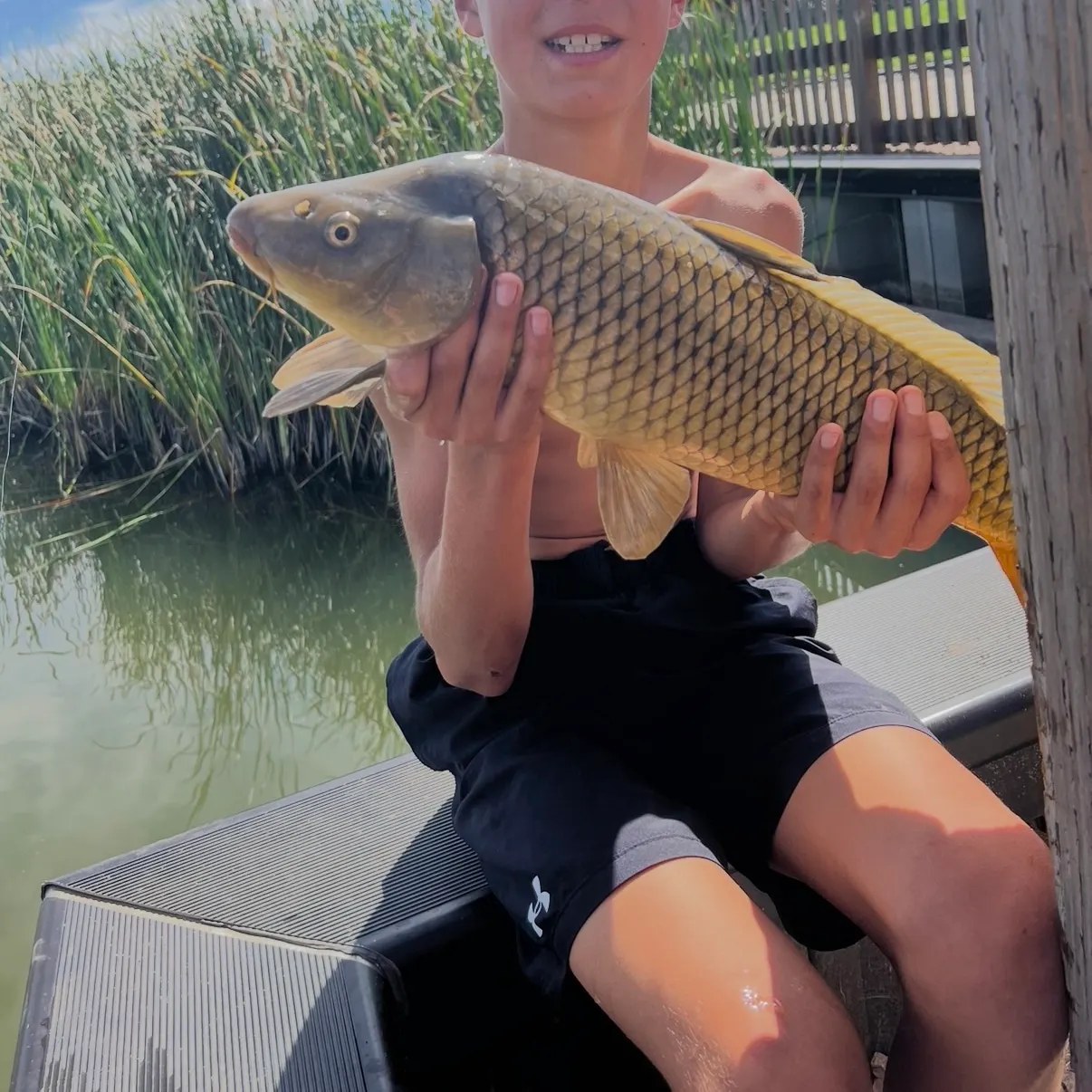Common carp caught on Fishbrain