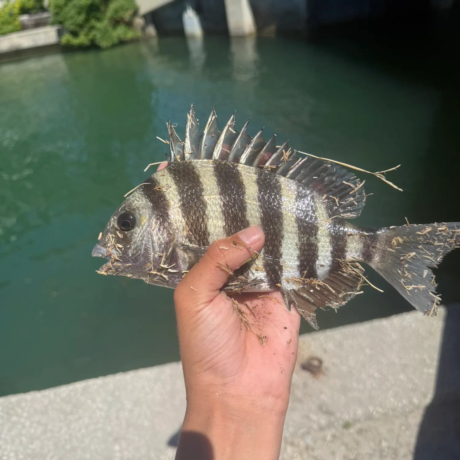 The most recent Sheepshead catches on Fishbrain
