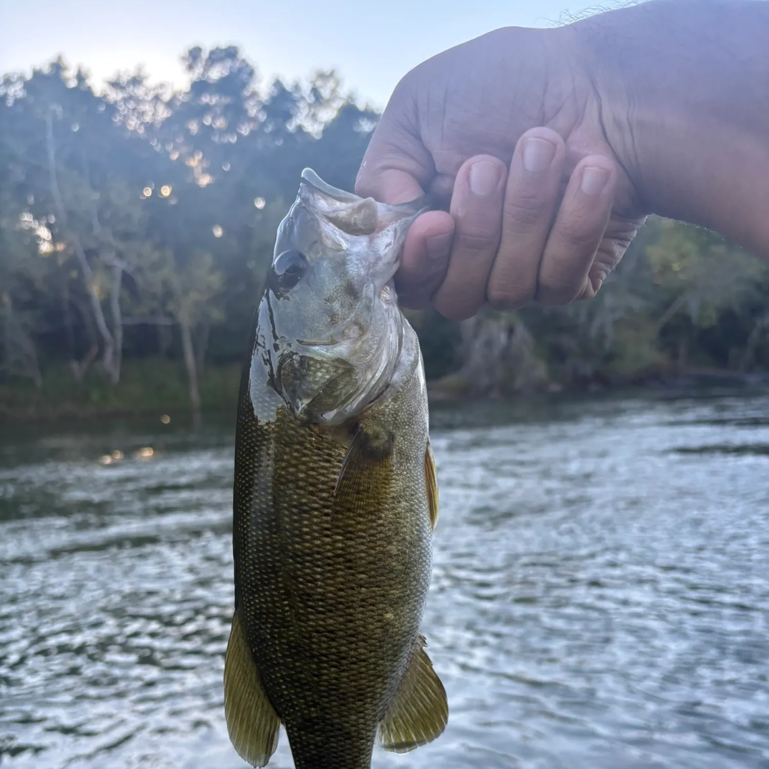 Smallmouth bass caught on Fishbrain