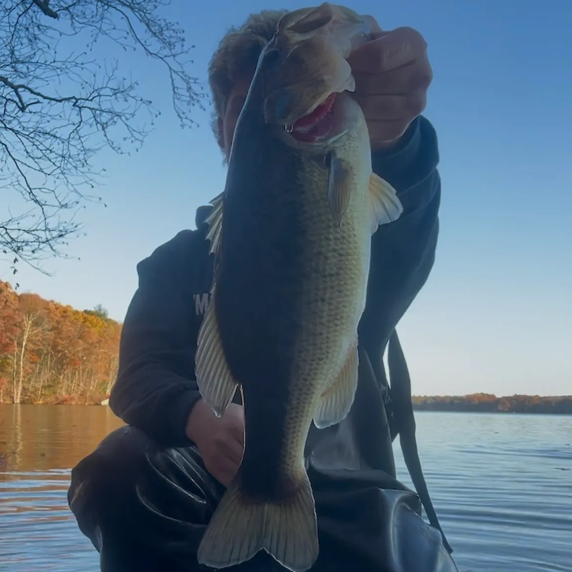 Largemouth bass caught on Fishbrain