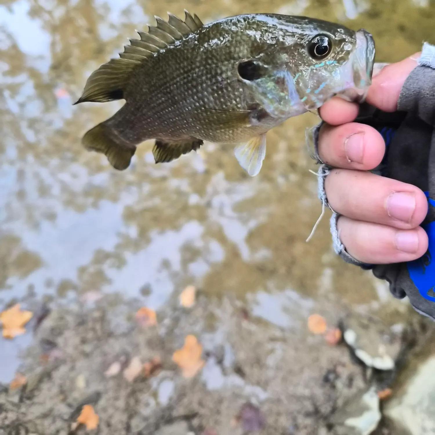 Green sunfish caught on Fishbrain