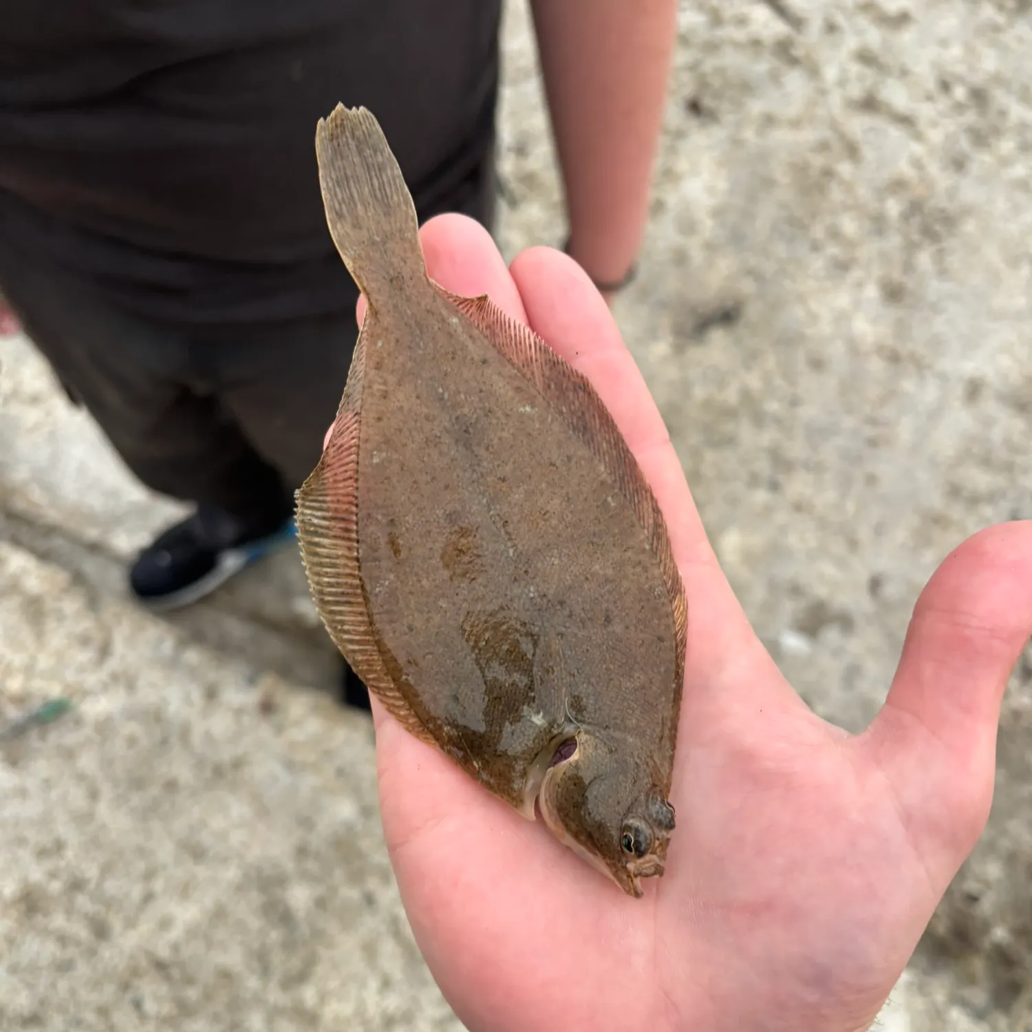 The most recent Common dab catches on Fishbrain