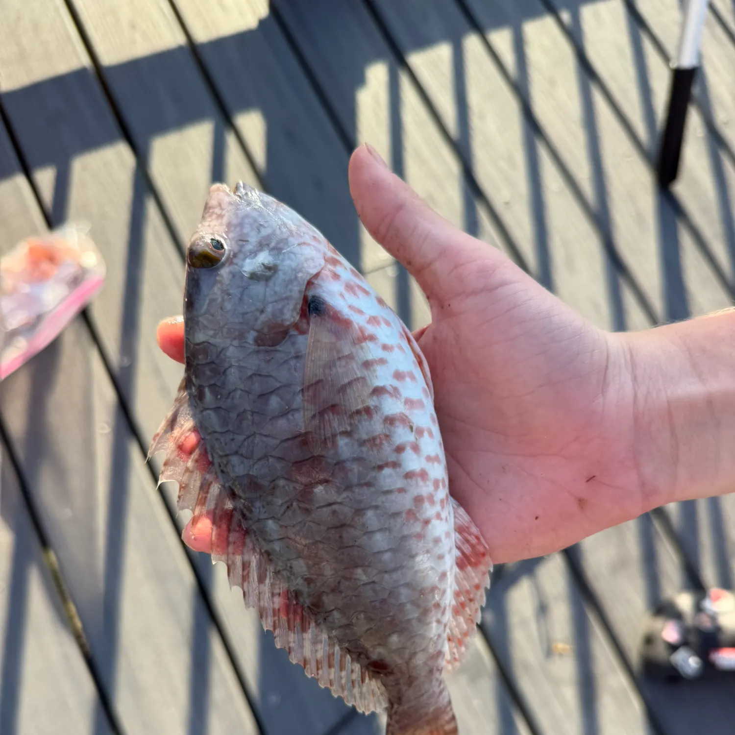 The most recent Redtail parrotfish catches on Fishbrain