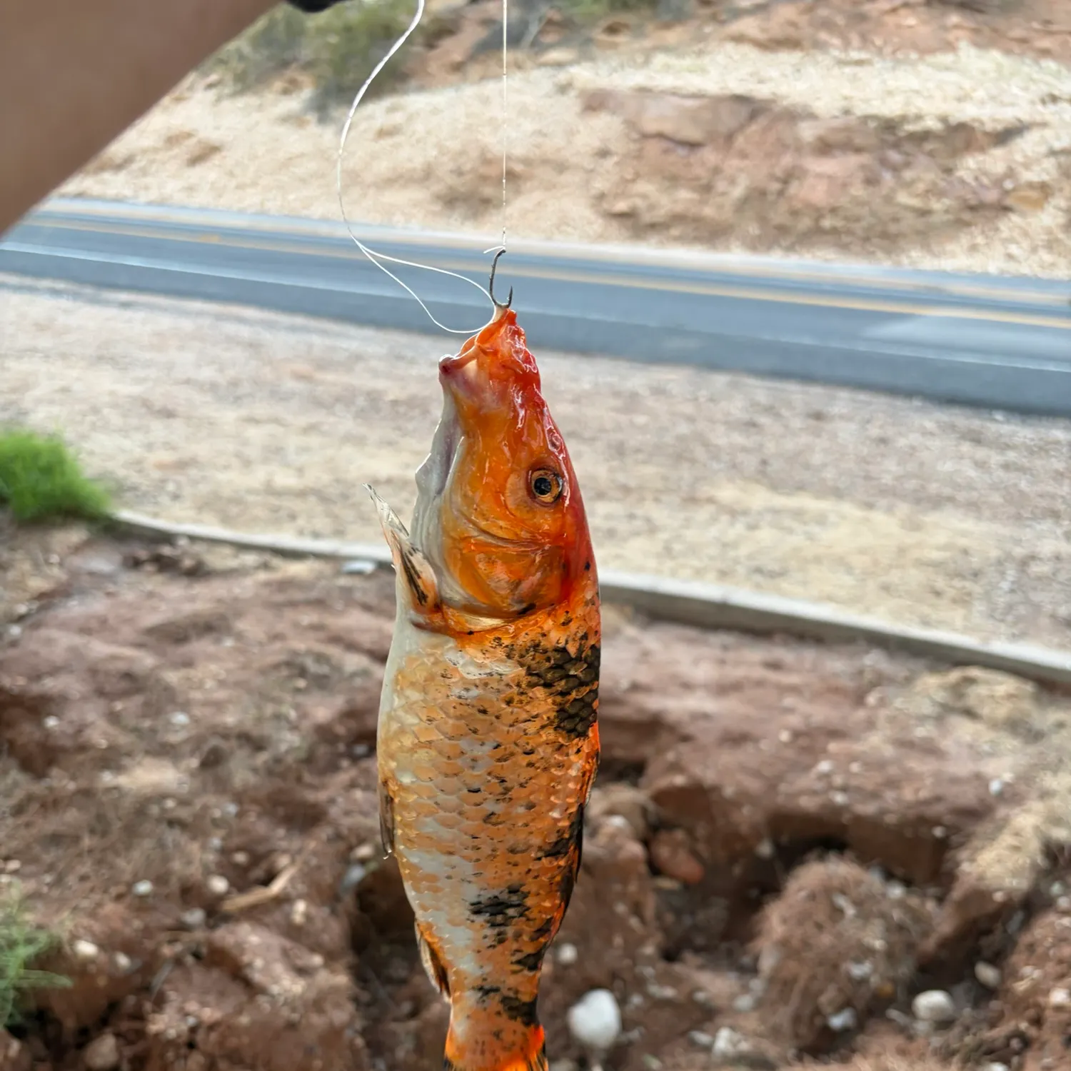 Koi carp caught on Fishbrain