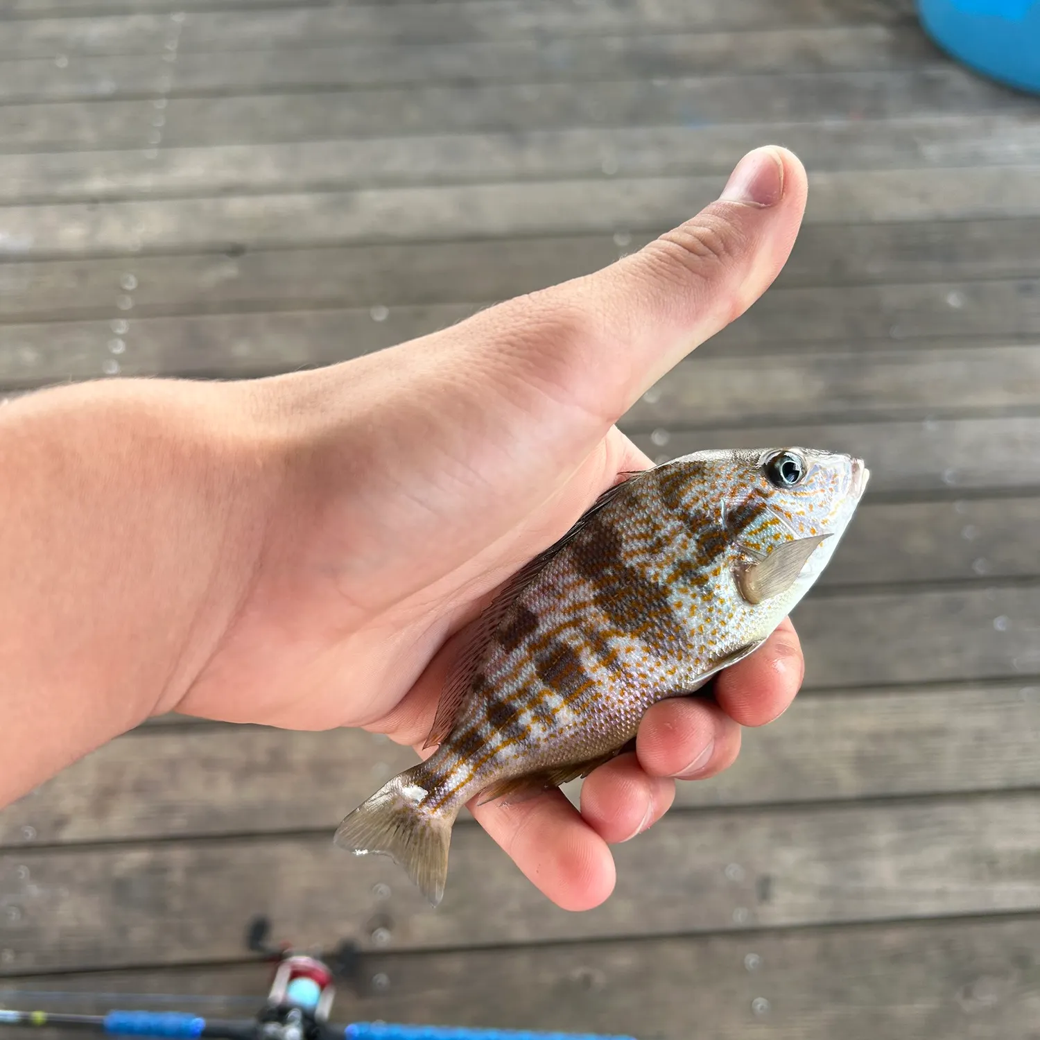 Pigfish caught on Fishbrain
