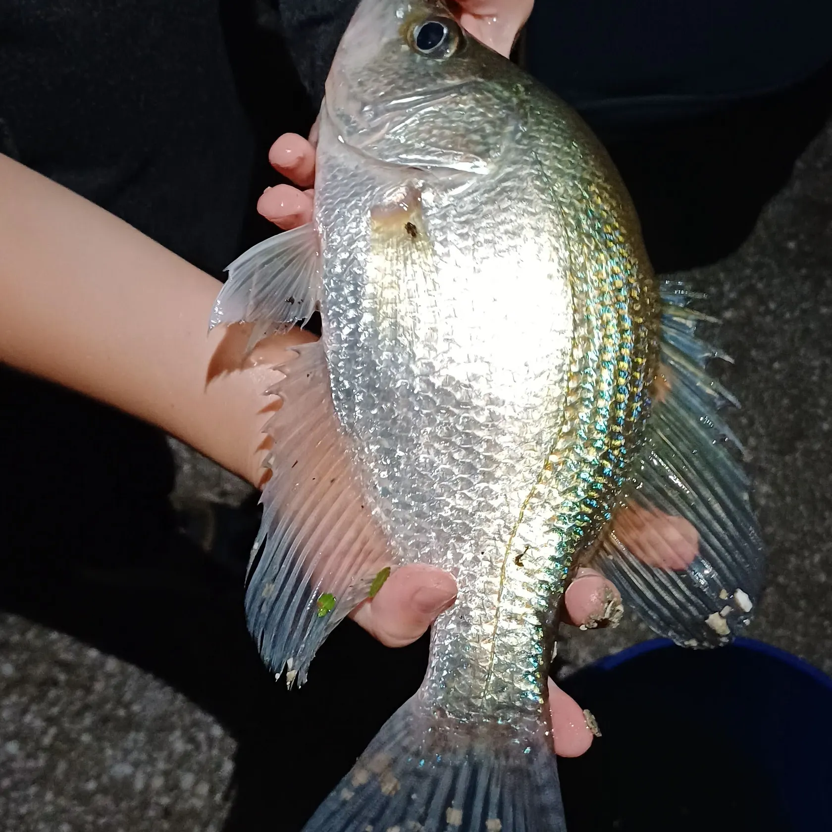 White crappie caught on Fishbrain