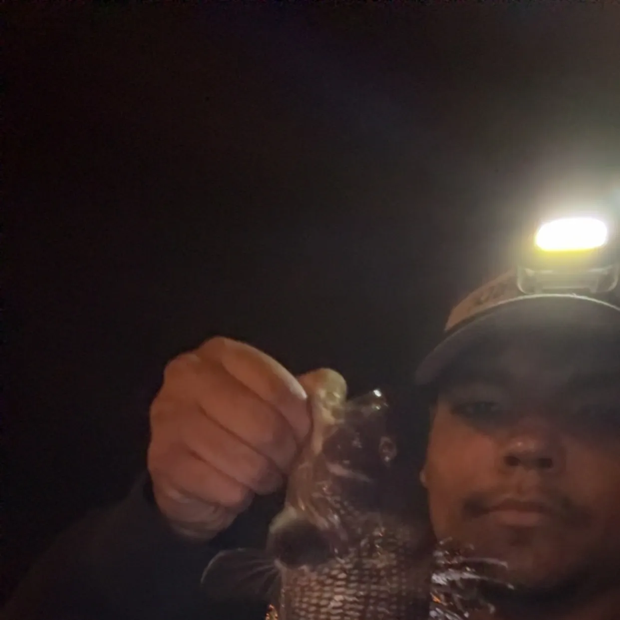 Black sea bass caught on Fishbrain