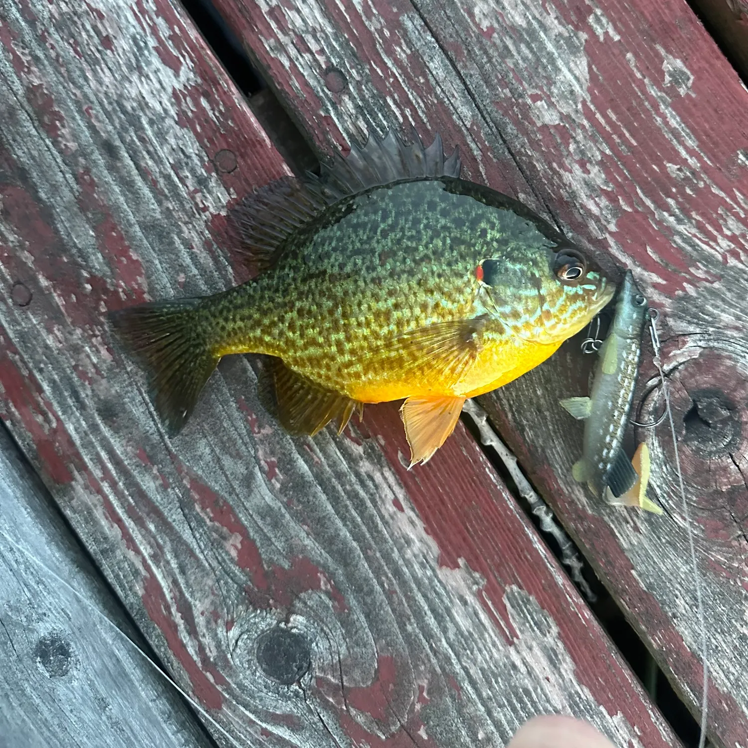 Pumpkinseed caught on Fishbrain