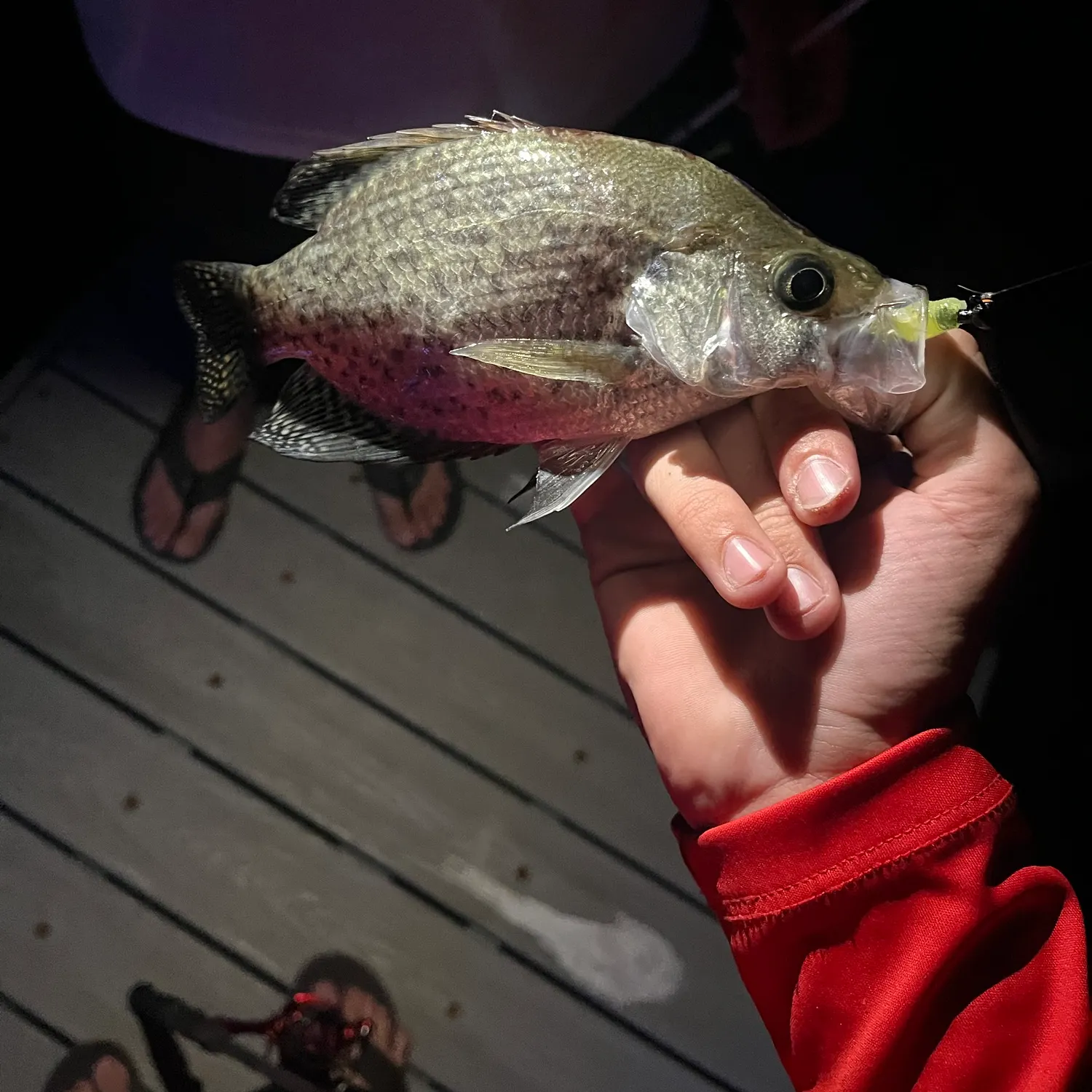 Magnolia crappie caught on Fishbrain
